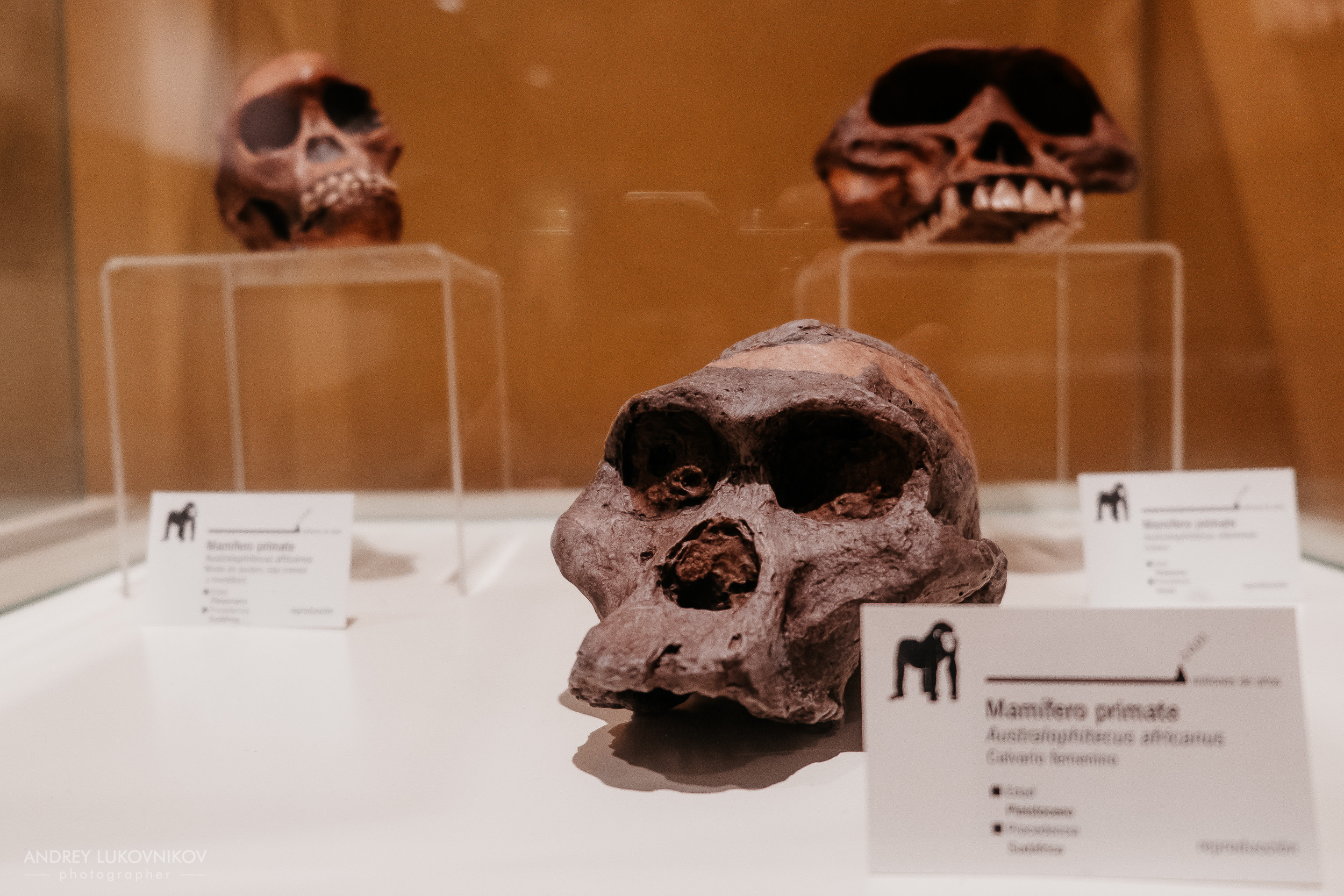 Палеонтологический музей в Эльче (Museo Paleontológico de Elche)