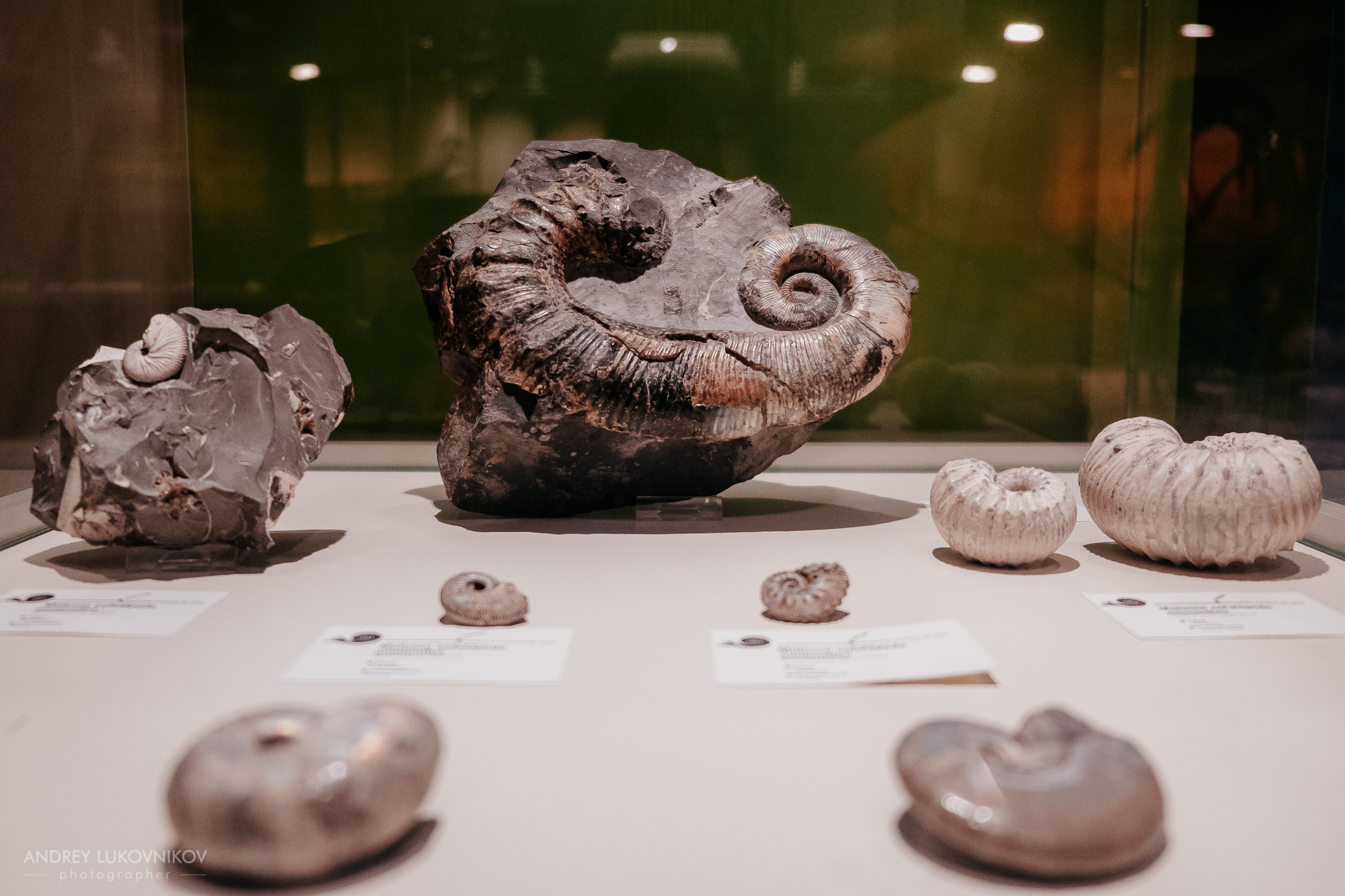 Палеонтологический музей в Эльче (Museo Paleontológico de Elche)