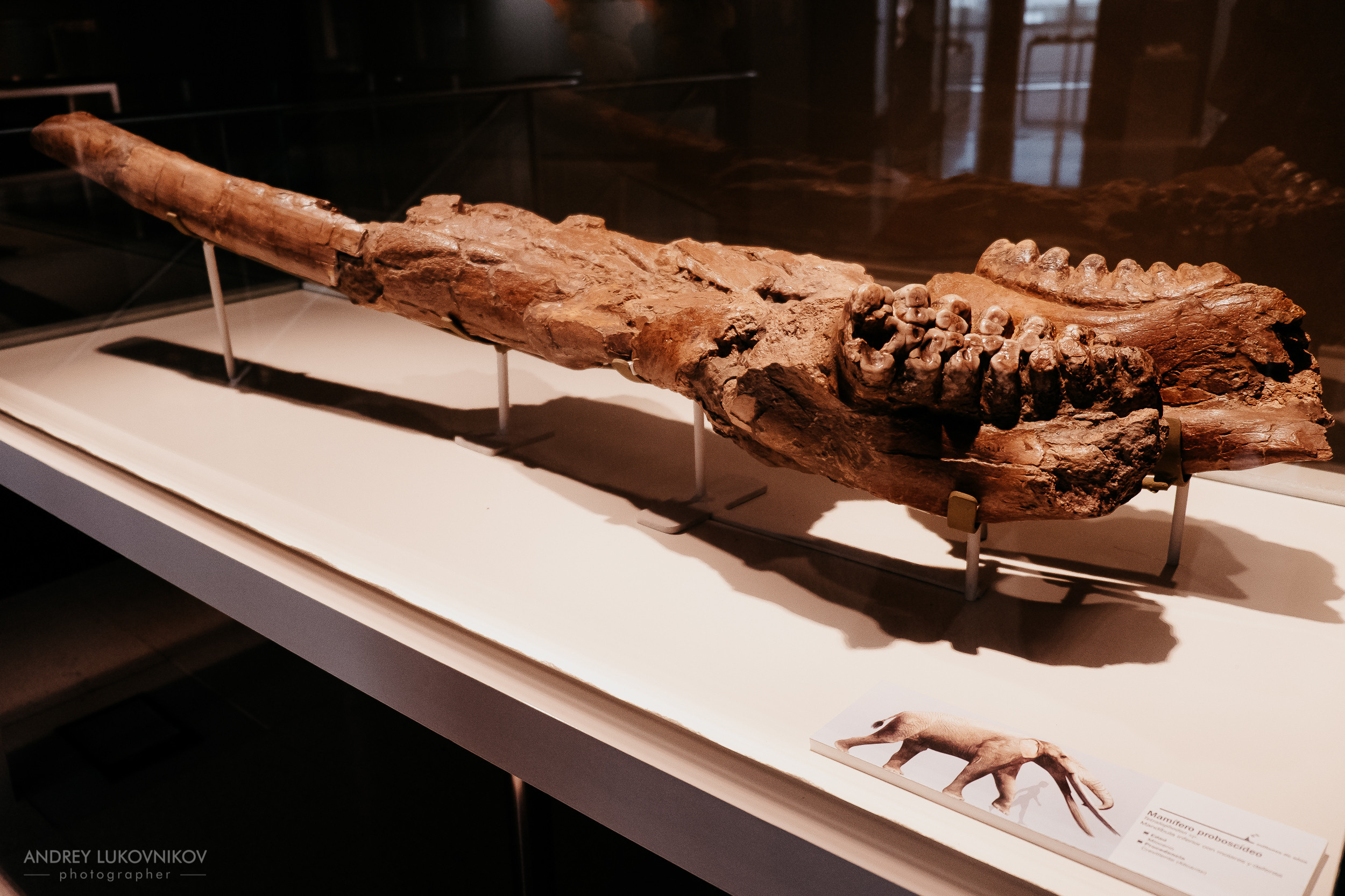 Палеонтологический музей в Эльче (Museo Paleontológico de Elche)