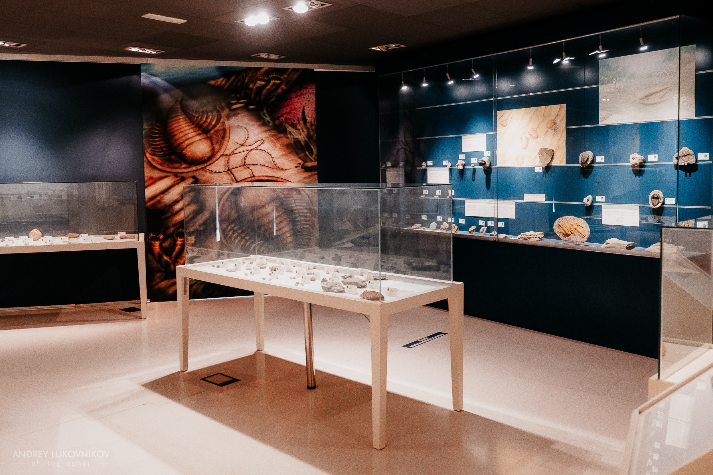 Палеонтологический музей в Эльче (Museo Paleontológico de Elche)