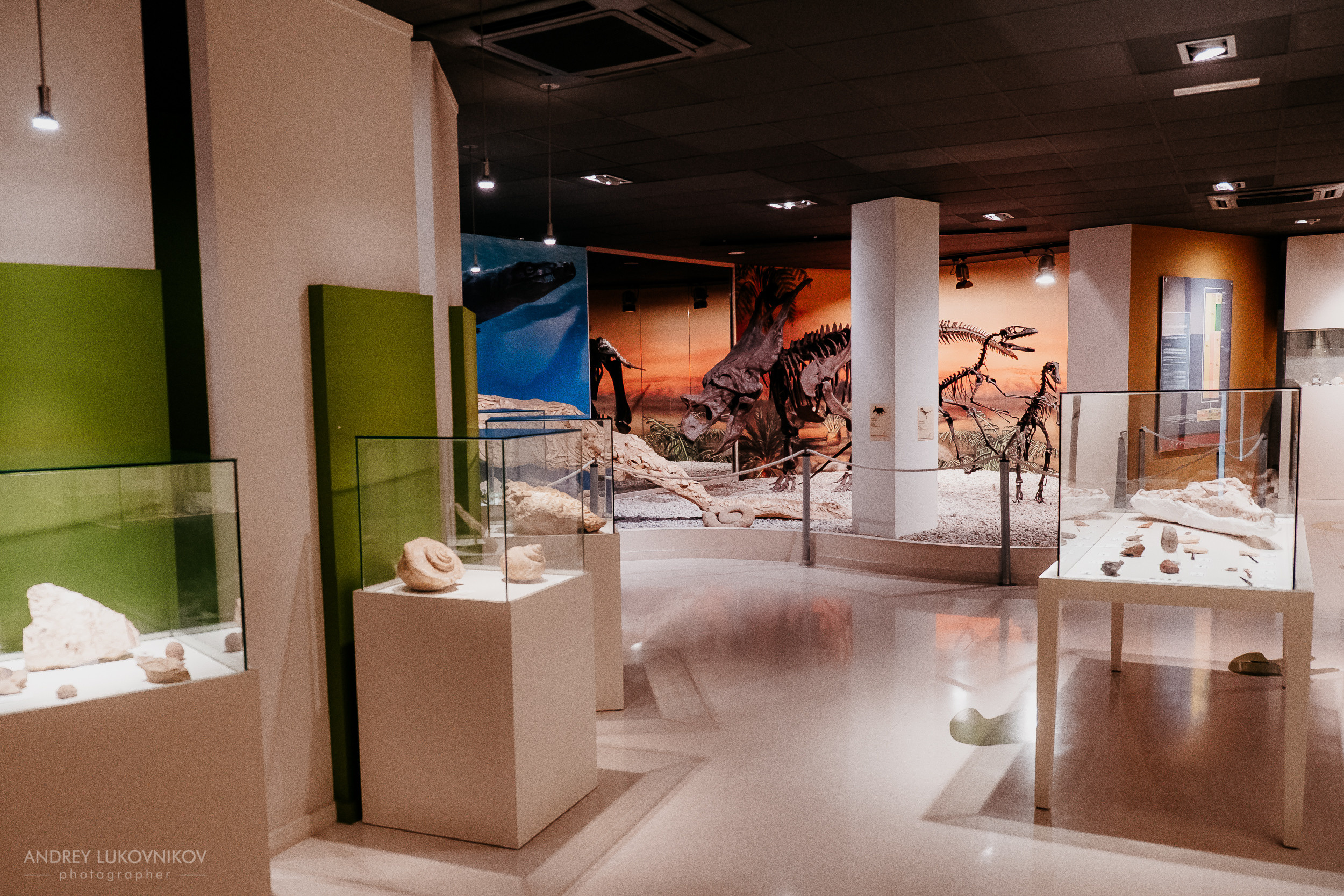 Палеонтологический музей в Эльче (Museo Paleontológico de Elche)