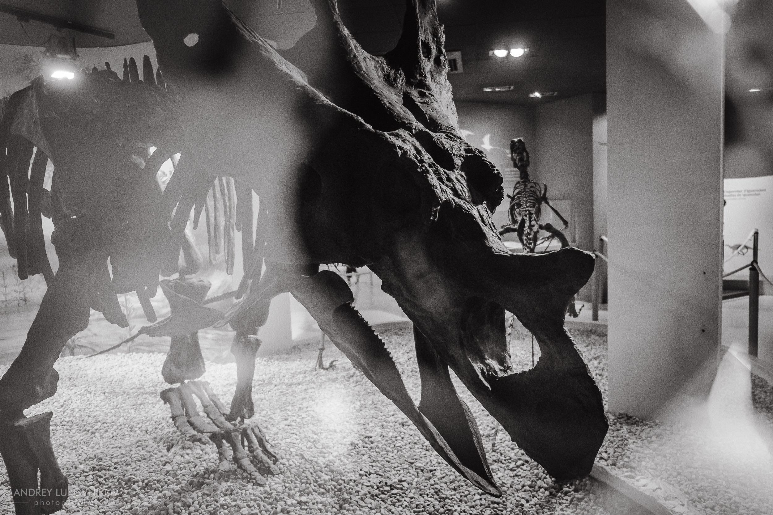 Палеонтологический музей в Эльче (Museo Paleontológico de Elche)