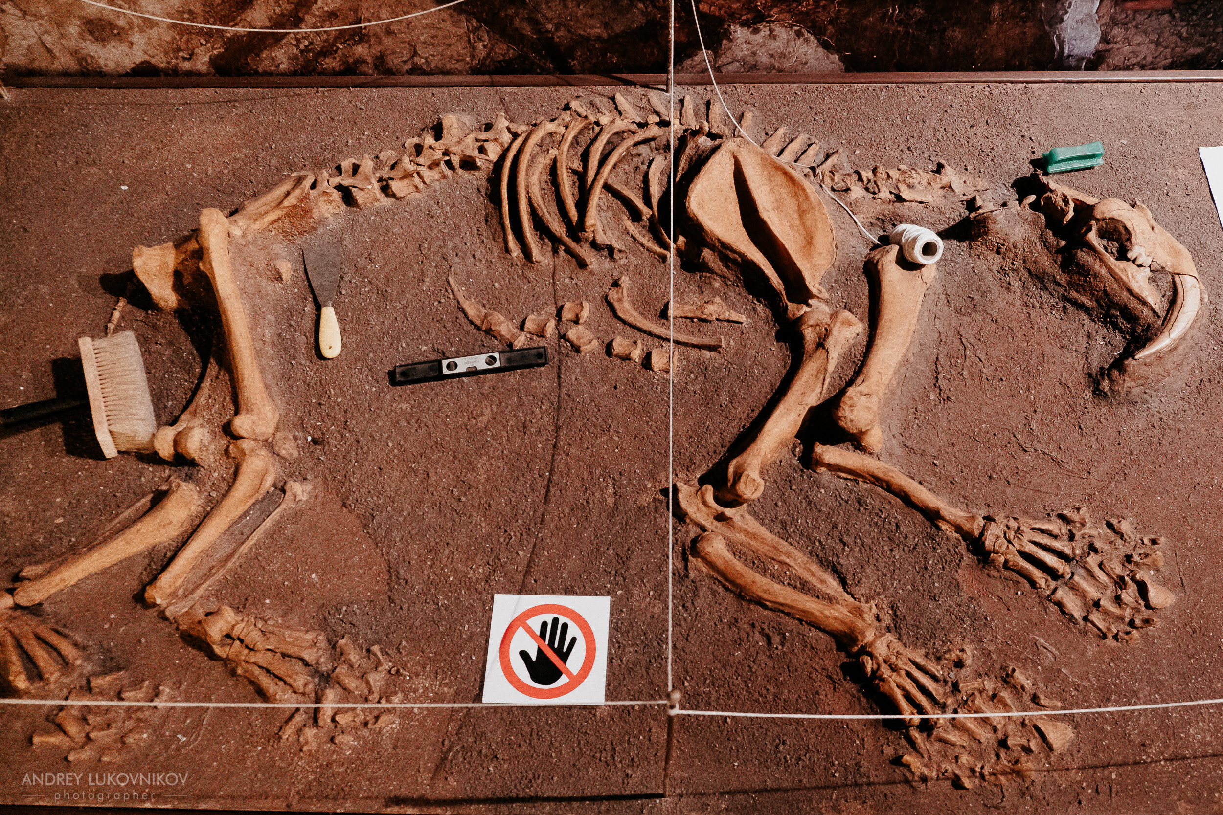 Палеонтологический музей в Эльче (Museo Paleontológico de Elche)