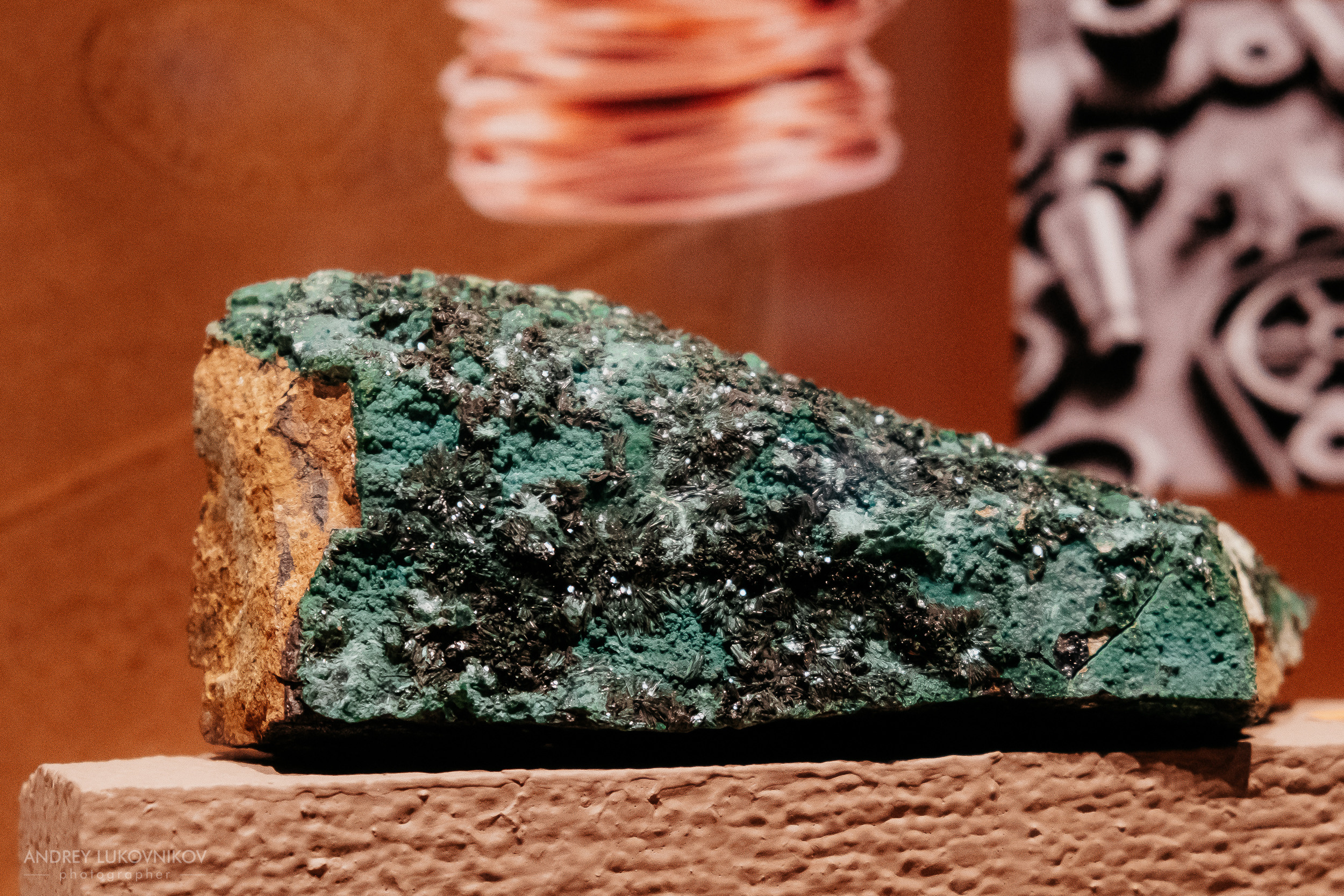 Палеонтологический музей в Эльче (Museo Paleontológico de Elche)