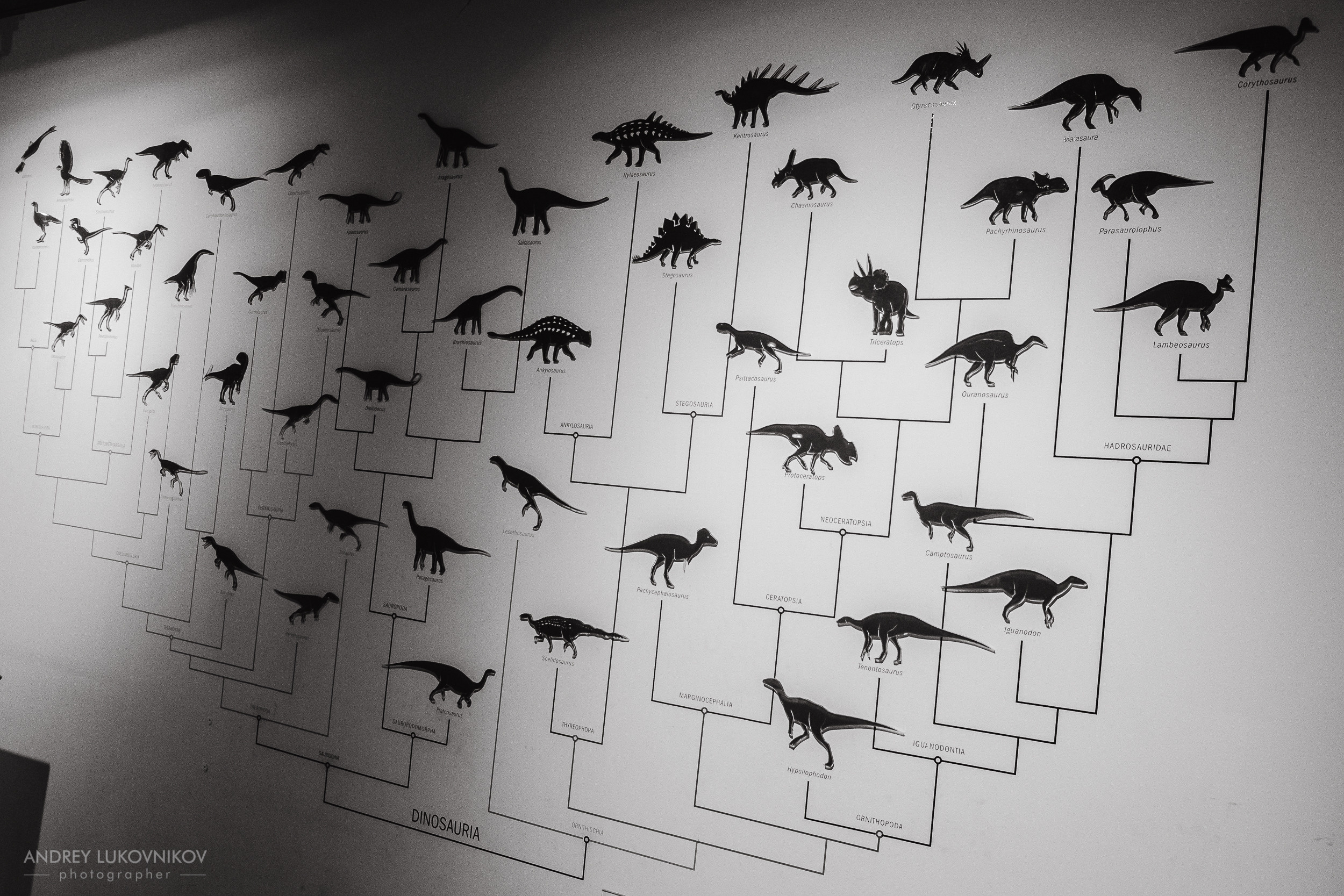 Палеонтологический музей в Эльче (Museo Paleontológico de Elche)