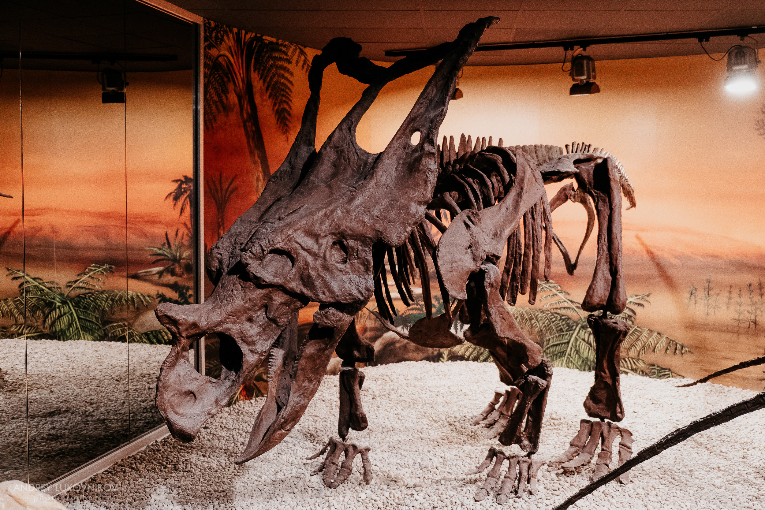 Палеонтологический музей в Эльче (Museo Paleontológico de Elche)