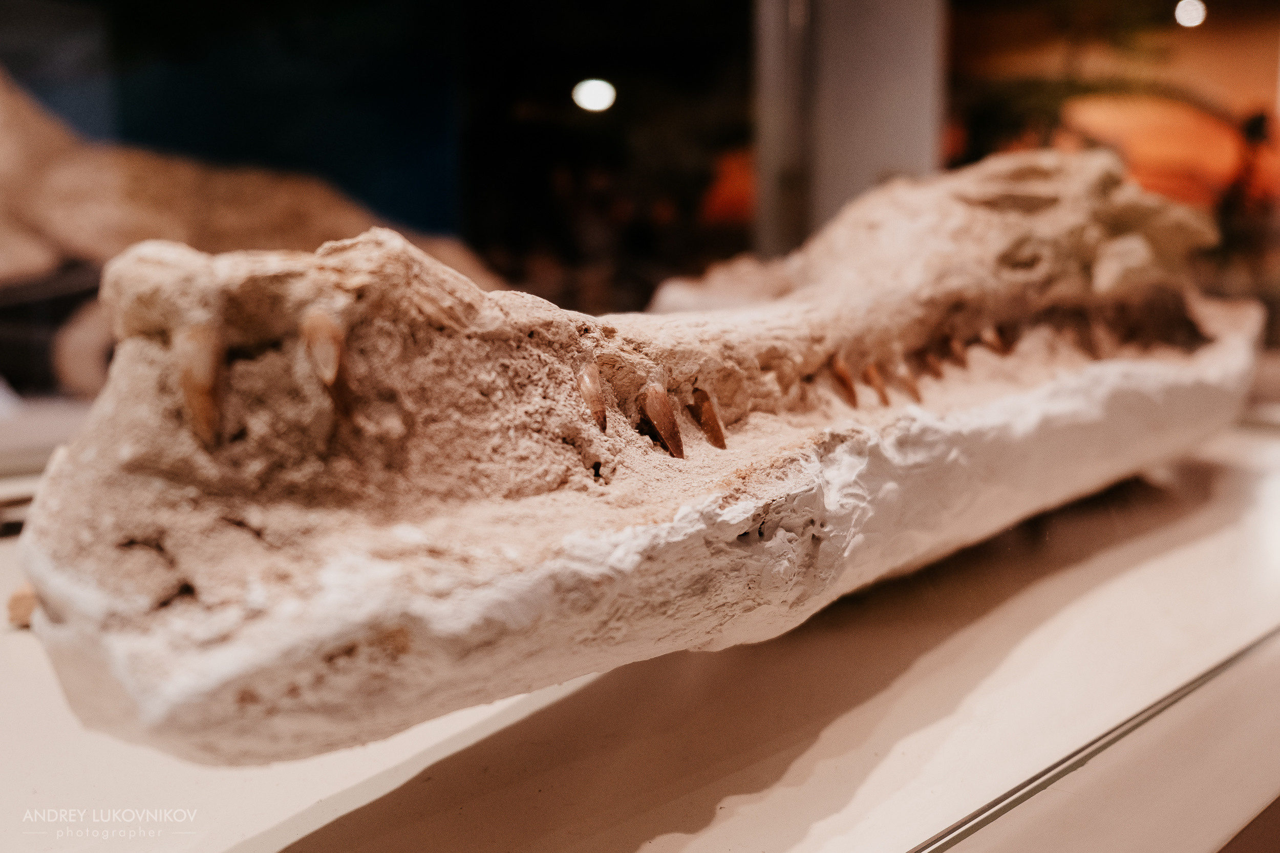 Палеонтологический музей в Эльче (Museo Paleontológico de Elche)