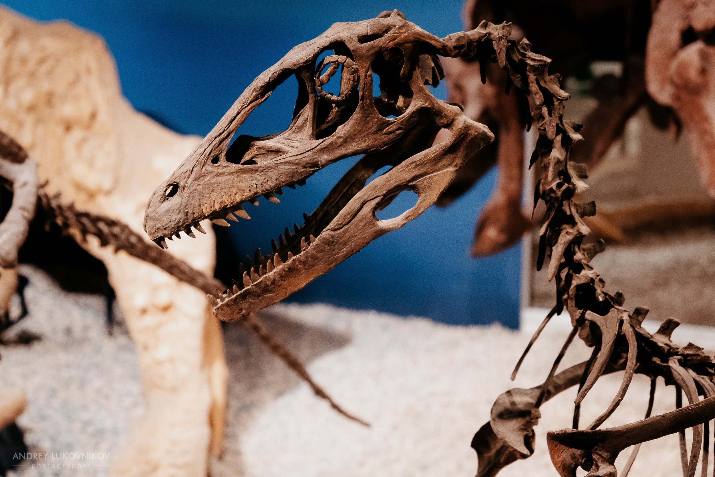 Палеонтологический музей в Эльче (Museo Paleontológico de Elche)