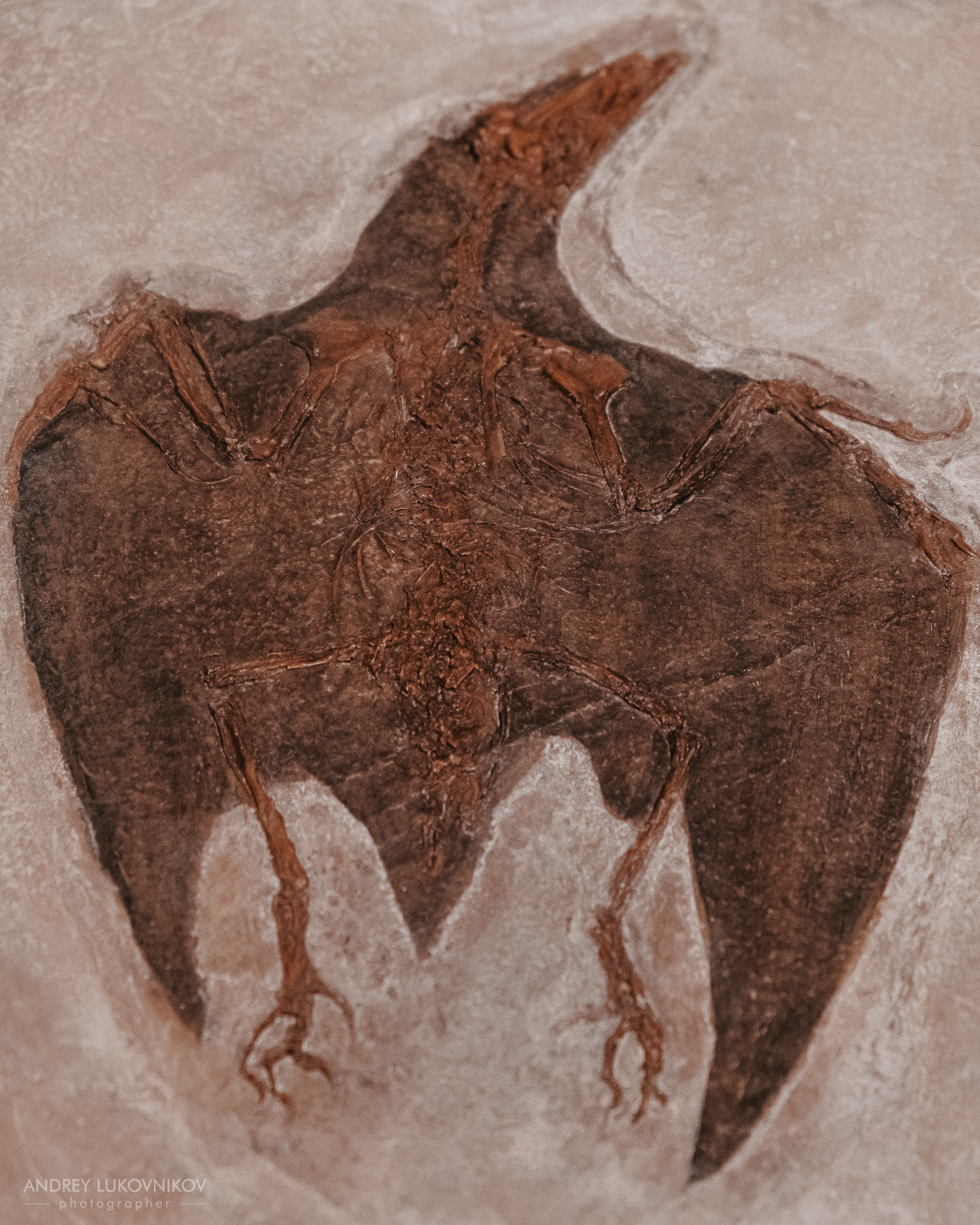 Палеонтологический музей в Эльче (Museo Paleontológico de Elche)