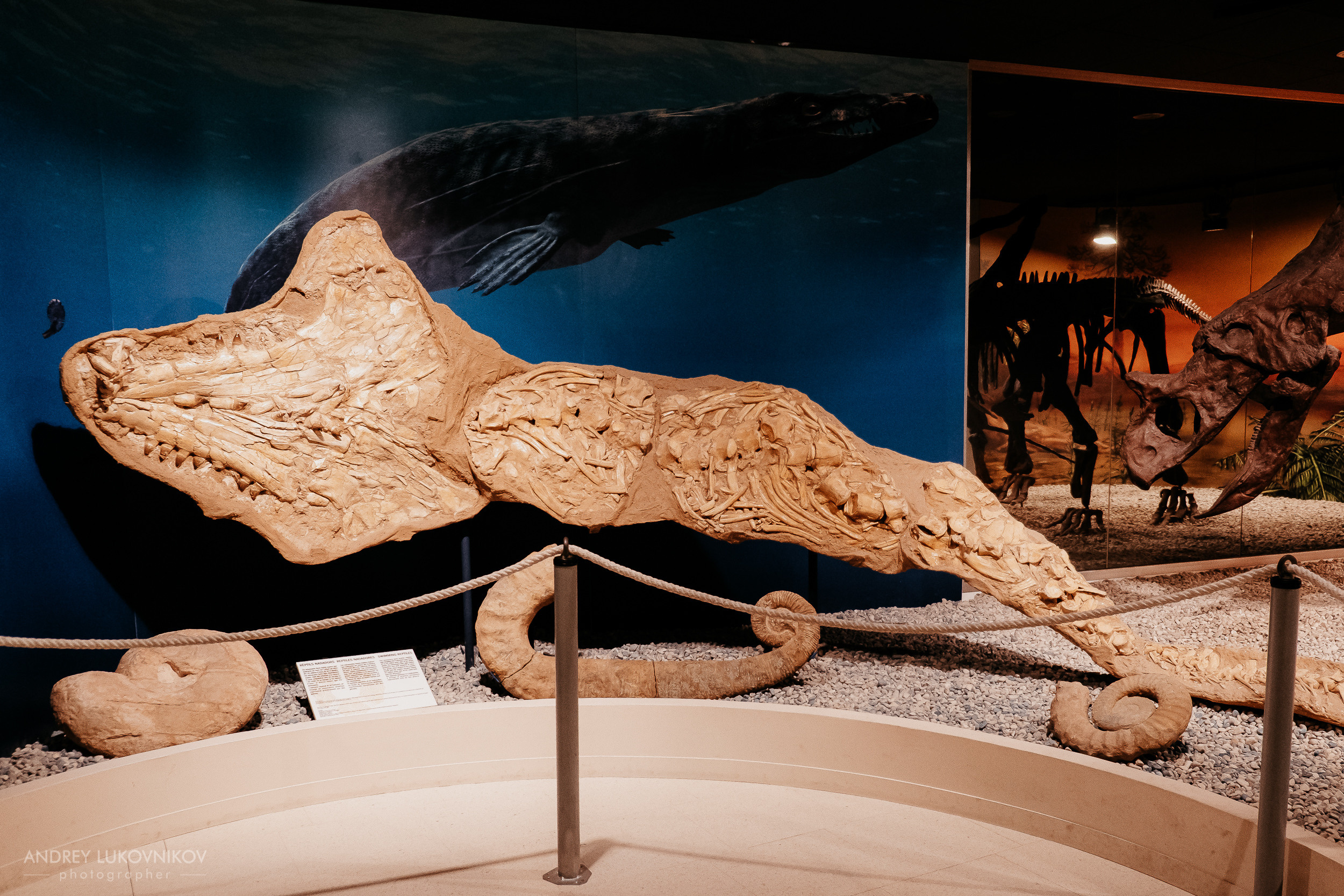 Палеонтологический музей в Эльче (Museo Paleontológico de Elche)