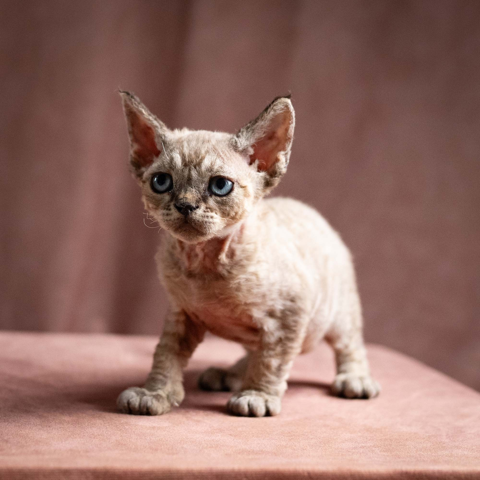 Quincy, boy, born 02.14.26. Devon Rex Pixie Cattery