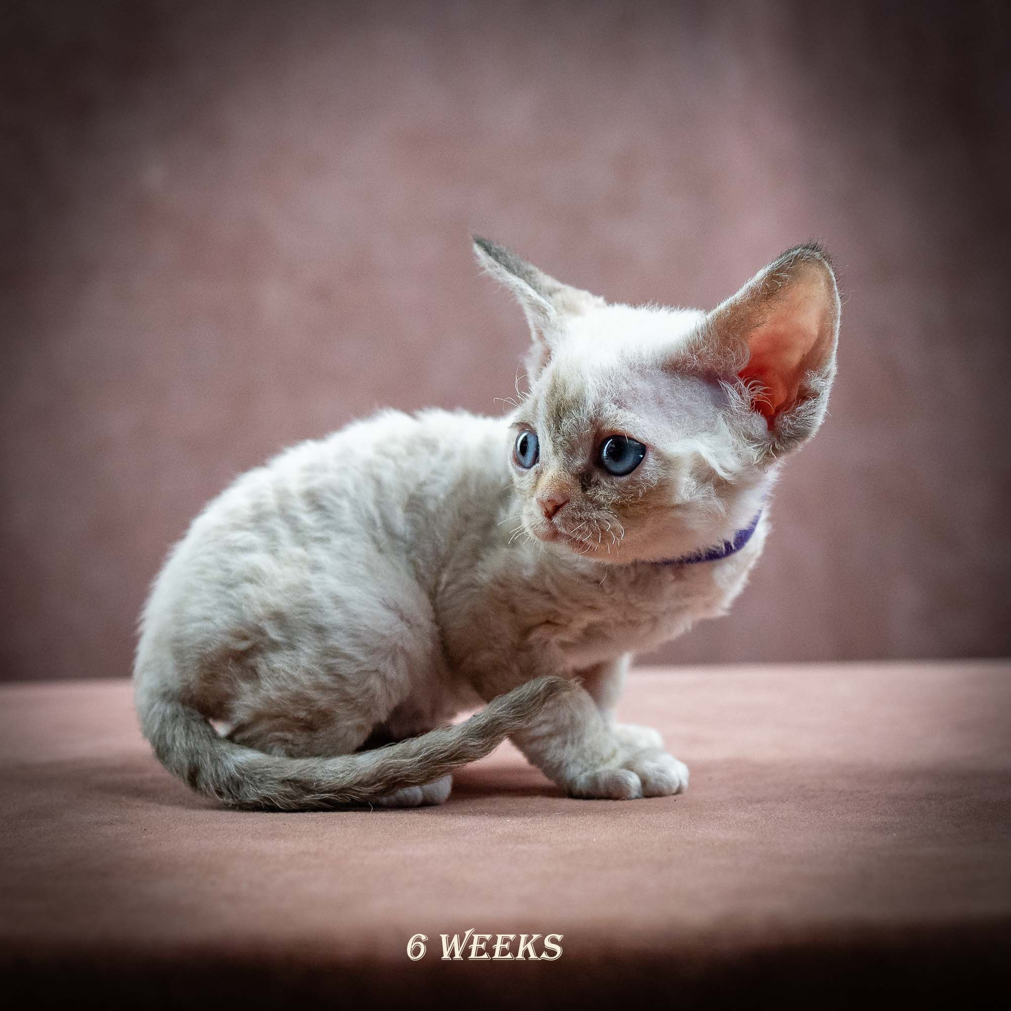 Iris, girl, born 06.01.2025. Devon Rex Pixie Cattery