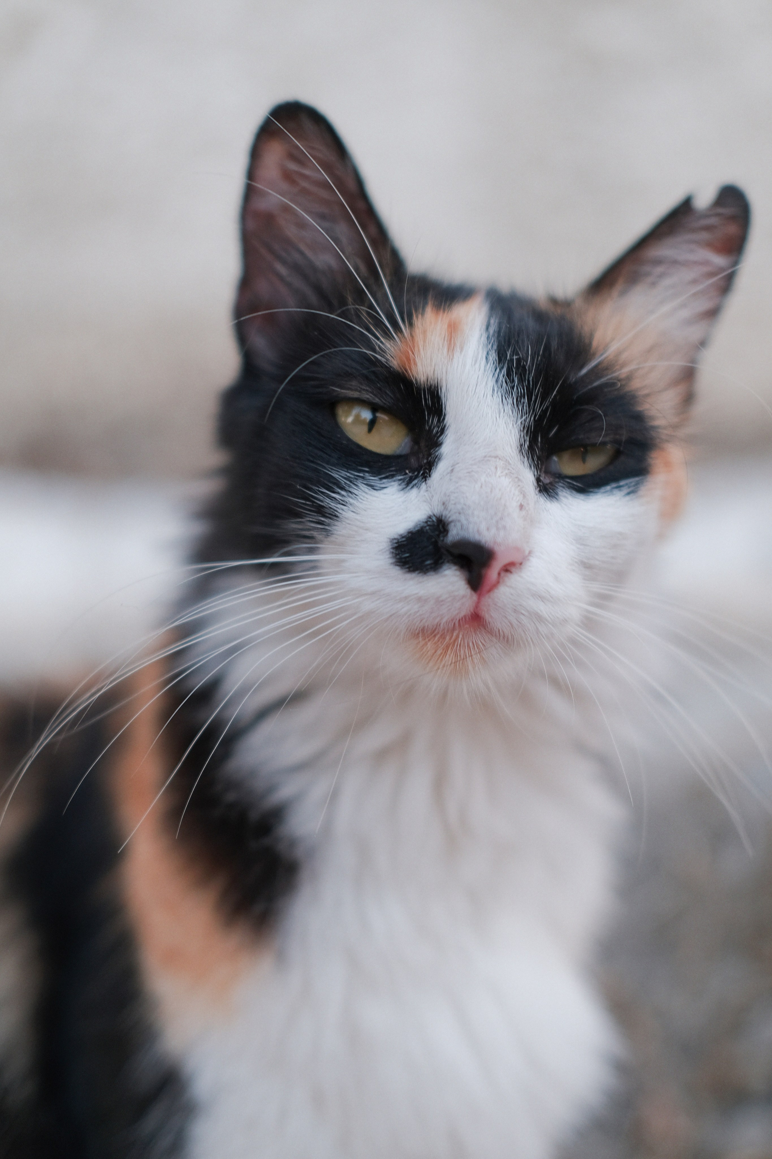 Stray Cats 🐾 | Stray cats from all the World | YuKoPhotography 📷. 中国街头摄影 | The Streets of China Through My Eyes | 深圳