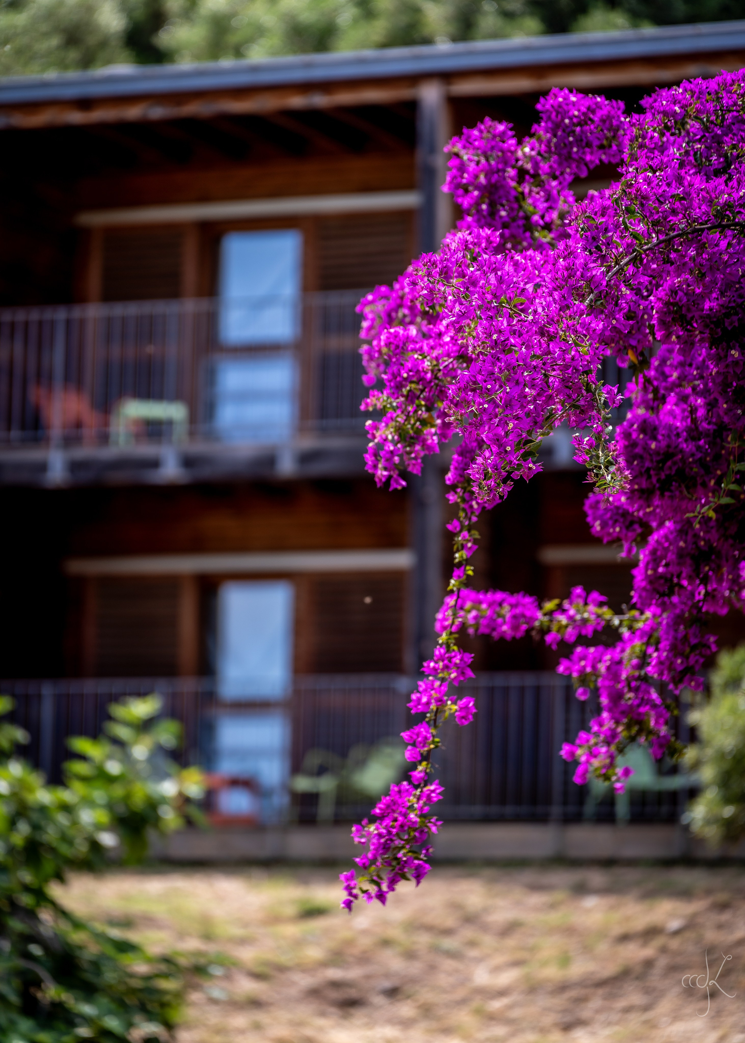 FLOWTIME: the 6th Cargèse summer school. Expect Miracles Photography by Kate & Andrew