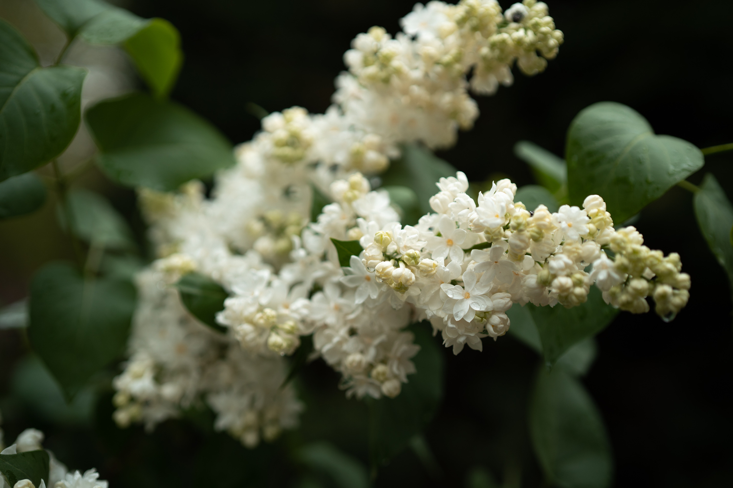 Sigma 50 mm F/1.4 DG DN Art. Фотограф Григорий Кравец