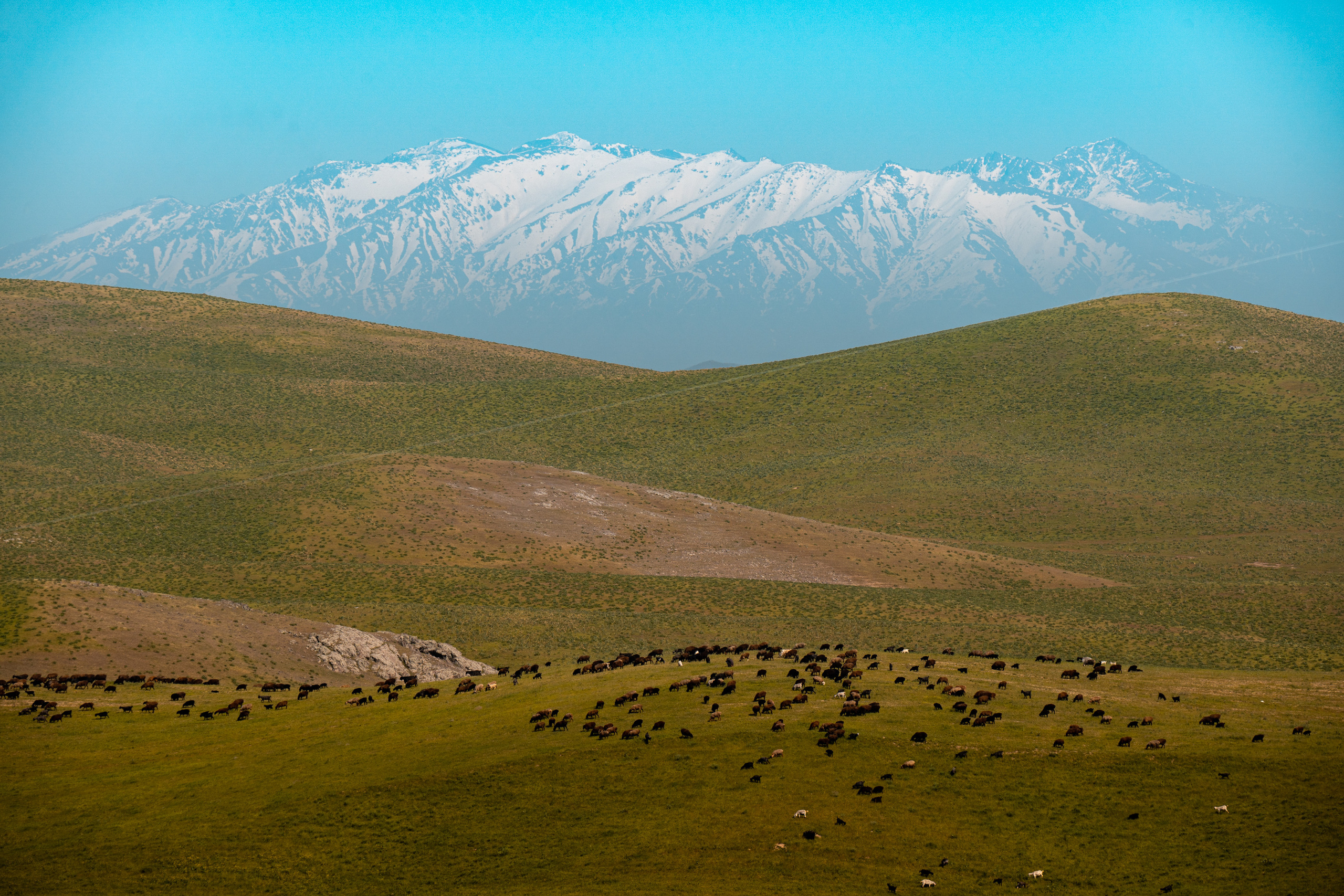 SIGMA 60-600mm — обзор. Фотограф Григорий Кравец