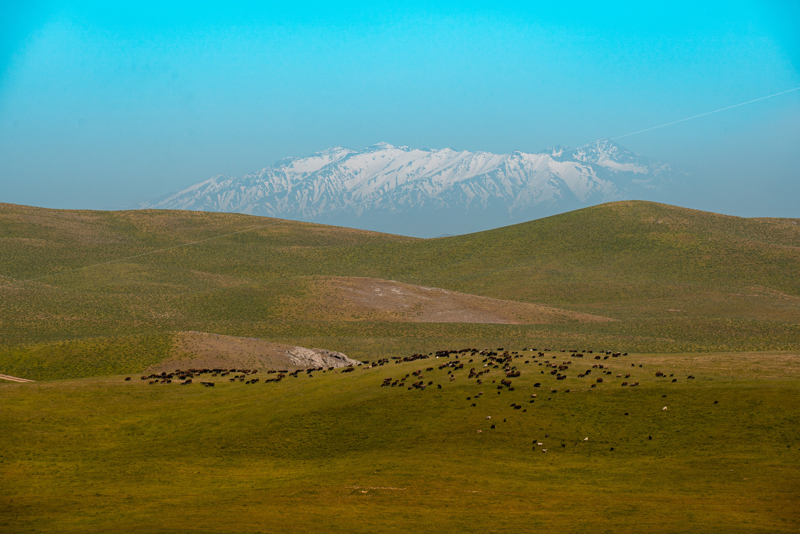 SIGMA 60-600mm — обзор. Фотограф Григорий Кравец