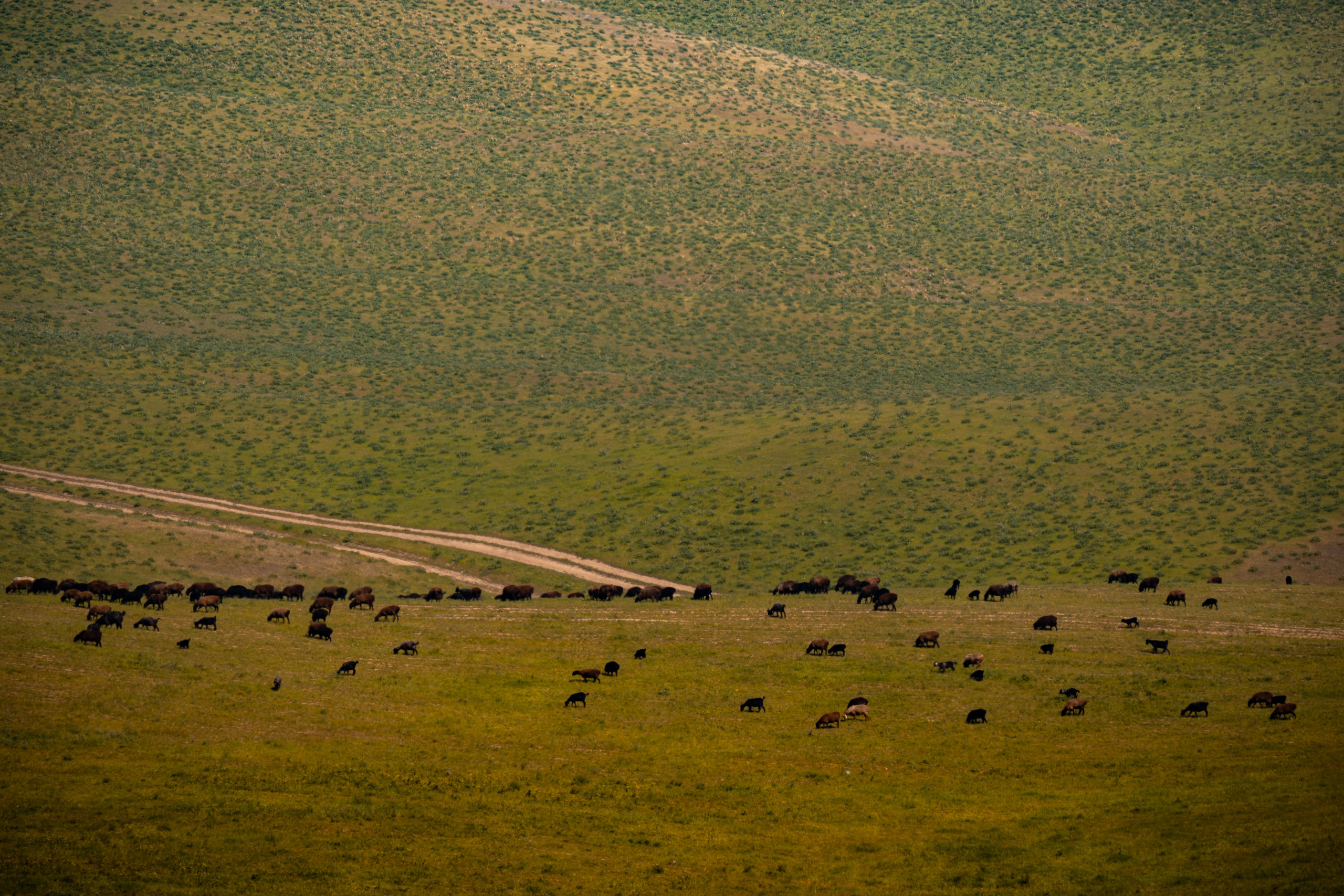 SIGMA 60-600mm — обзор. Фотограф Григорий Кравец