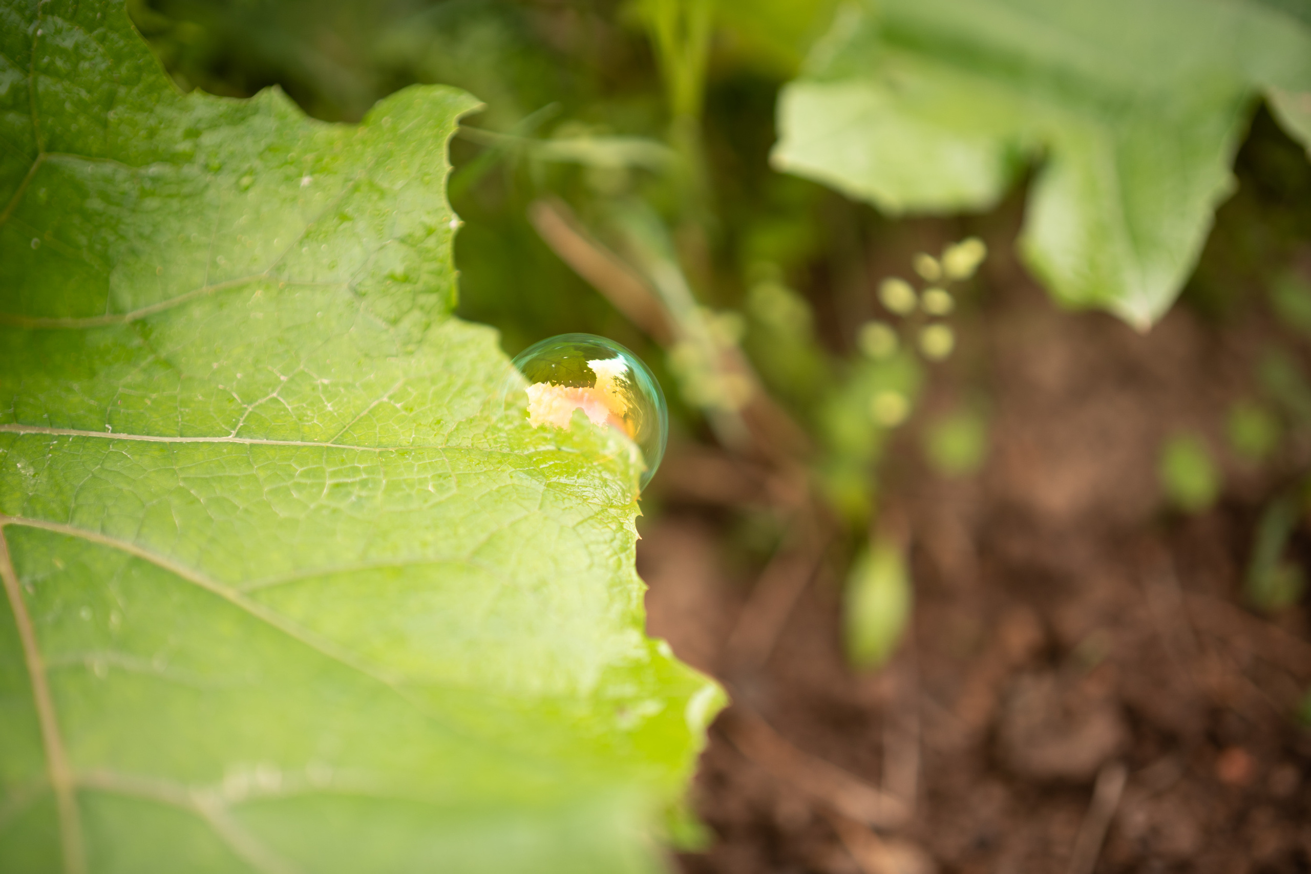 Sigma 50 mm F/1.4 DG DN Art. Фотограф Григорий Кравец