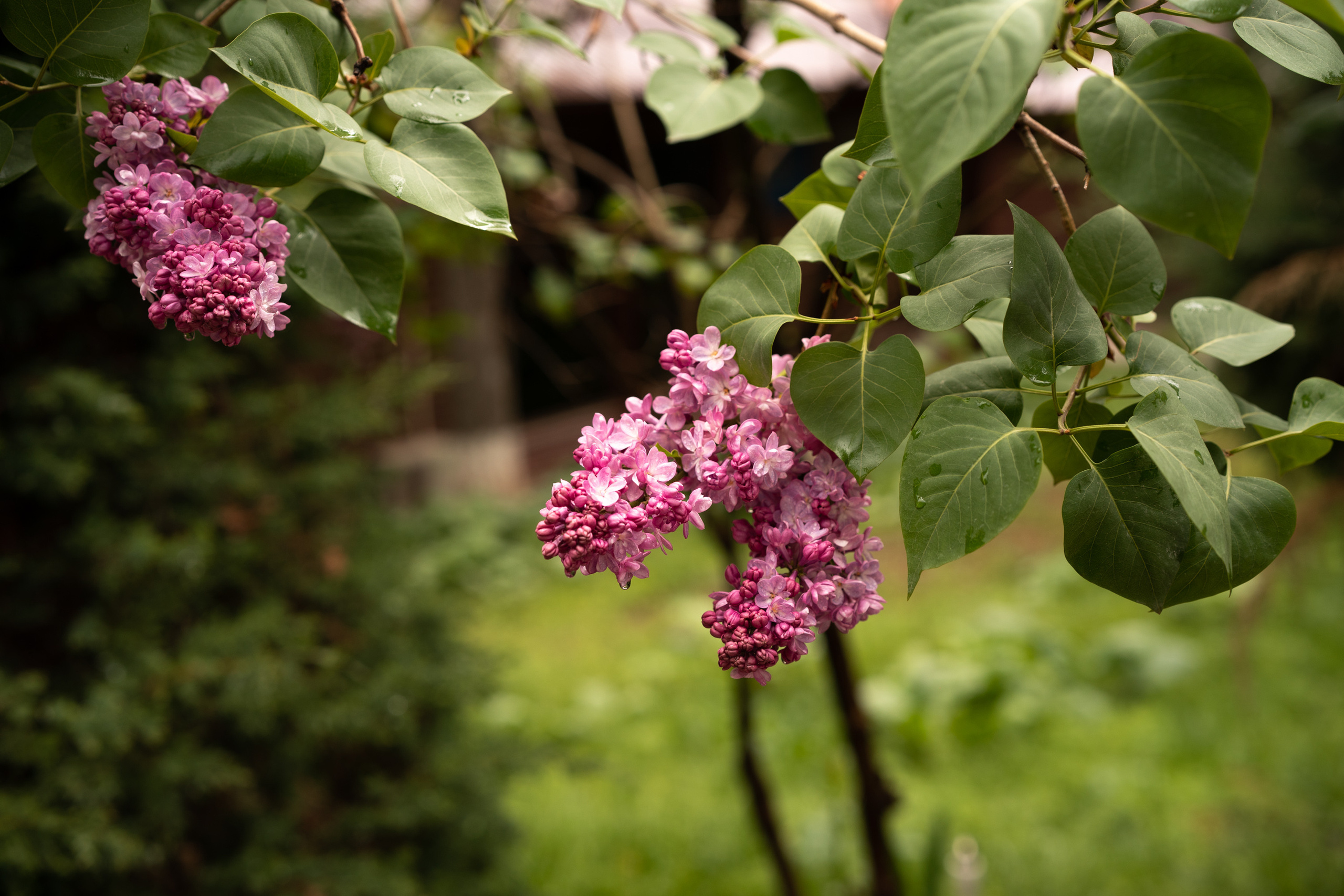 Sigma 50 mm F/1.4 DG DN Art. Фотограф Григорий Кравец