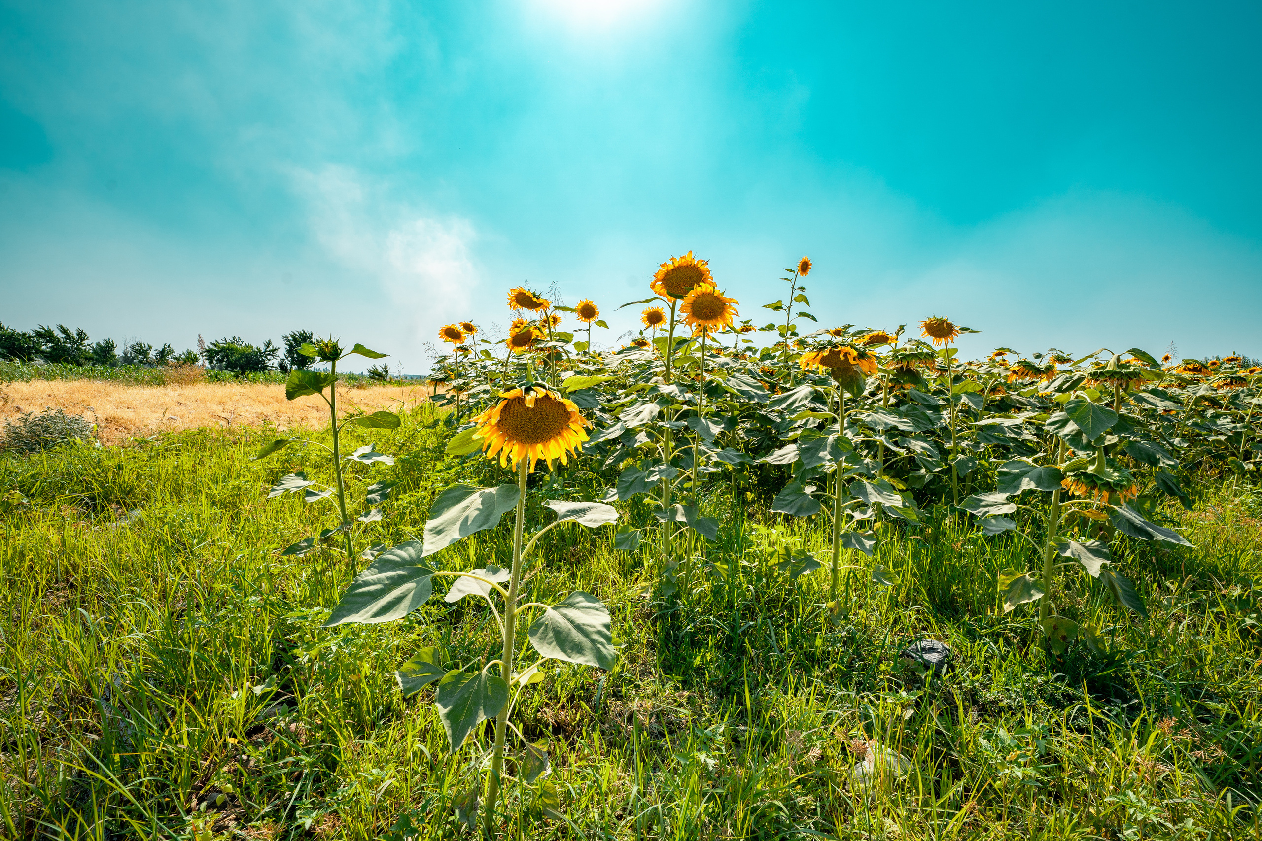 Sigma 14 mm F1.4 DG DN Art. Фотограф Григорий Кравец