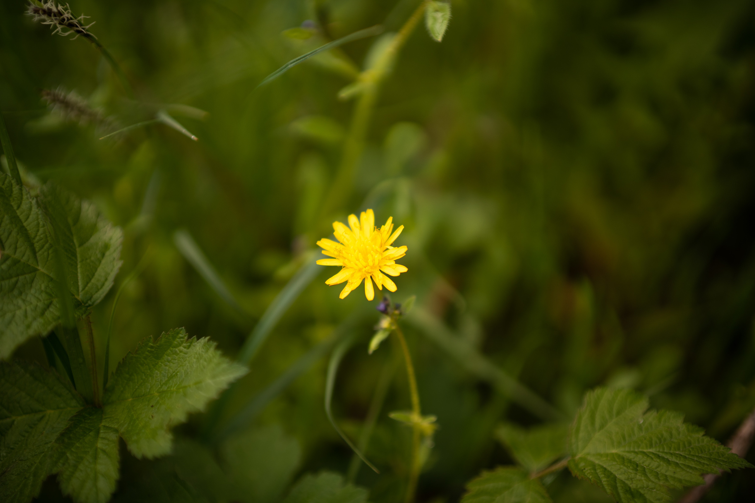 Sigma 50 mm F/1.4 DG DN Art. Фотограф Григорий Кравец