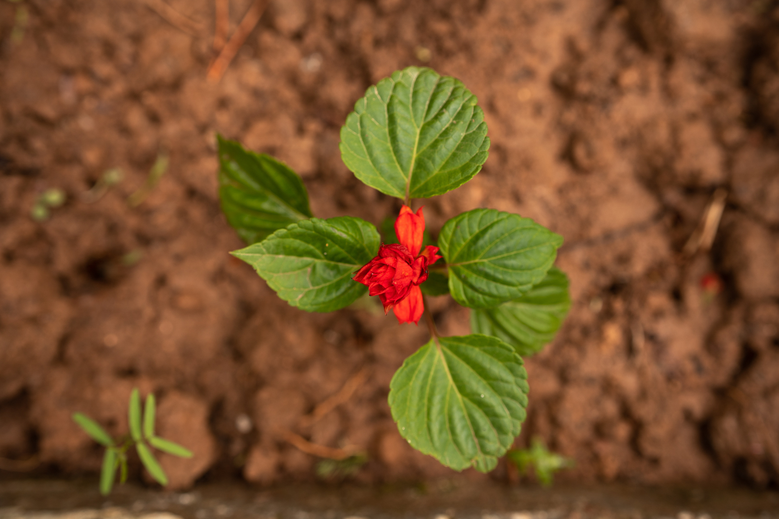 Sigma 50 mm F/1.4 DG DN Art. Фотограф Григорий Кравец