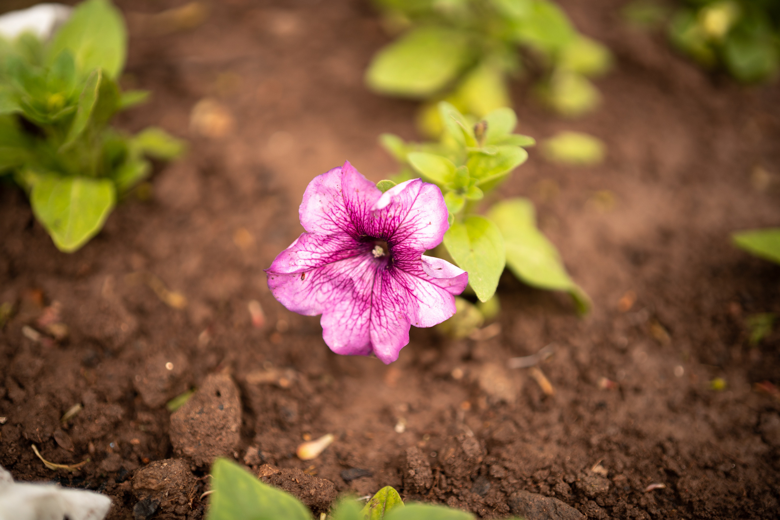 Sigma 50 mm F/1.4 DG DN Art. Фотограф Григорий Кравец