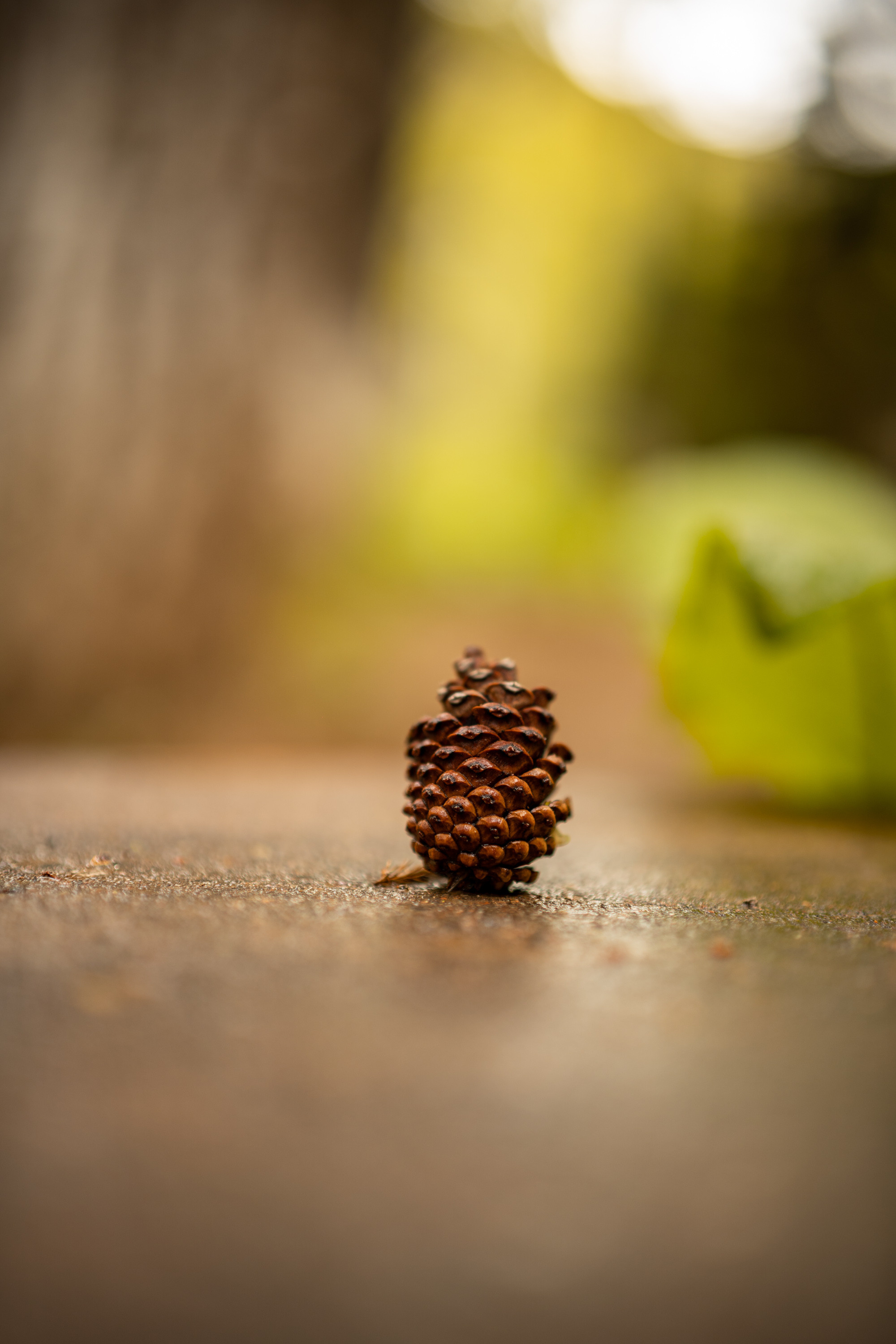 Sigma 50 mm F/1.4 DG DN Art. Фотограф Григорий Кравец