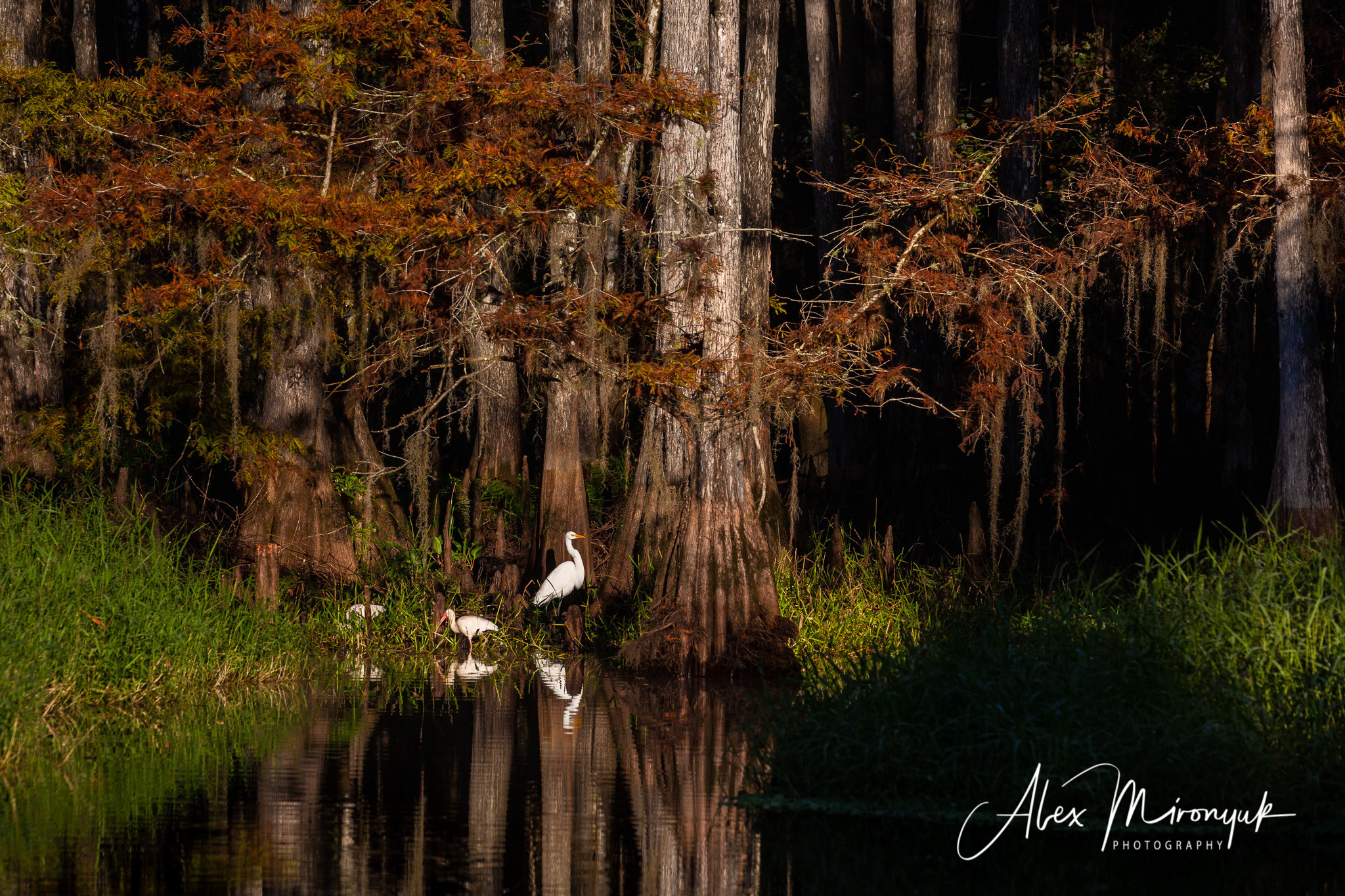 1-Day Eco-Adventure Tour “Alligators, Birds and Cypress”. Alex Mironyuk Photography