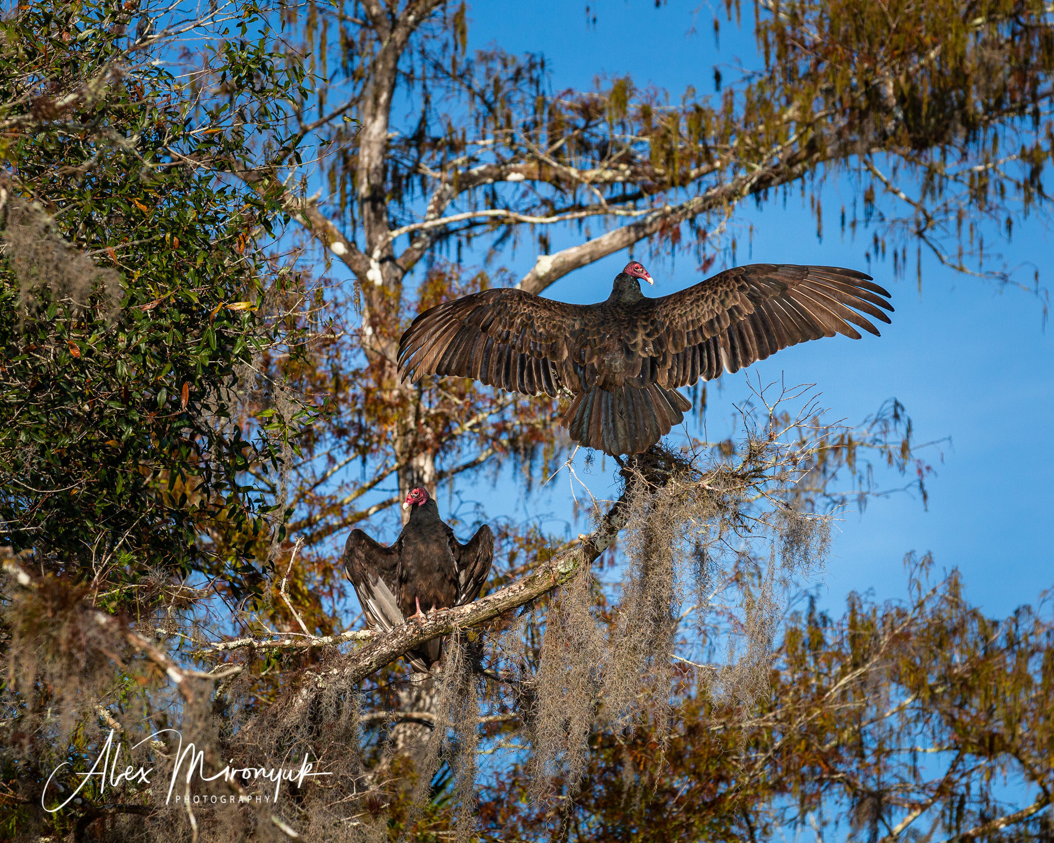 1-Day Eco-Adventure Tour “Alligators, Birds and Cypress”. Alex Mironyuk Photography