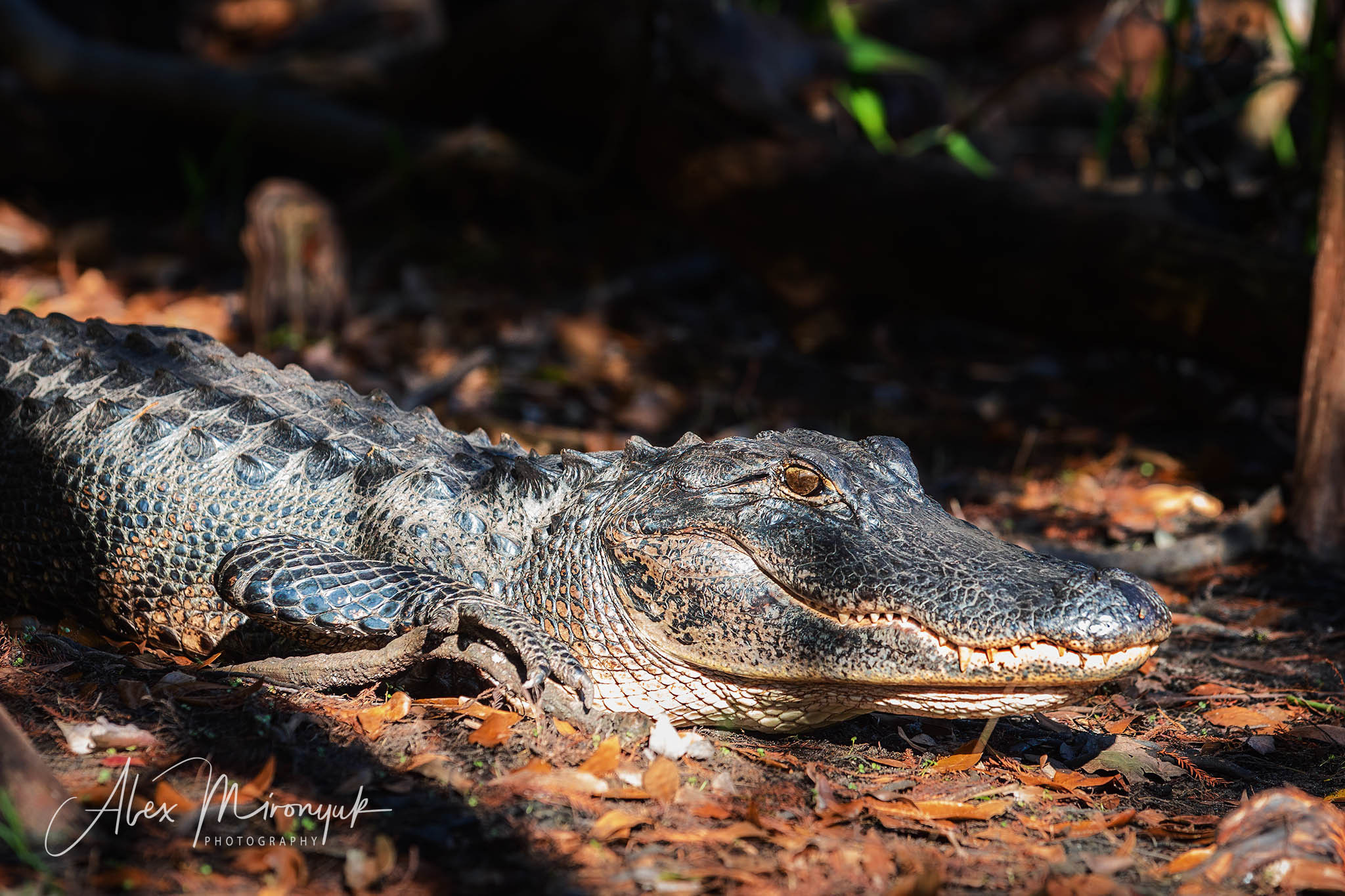 1-Day Eco-Adventure Tour “Alligators, Birds and Cypress”. Alex Mironyuk Photography