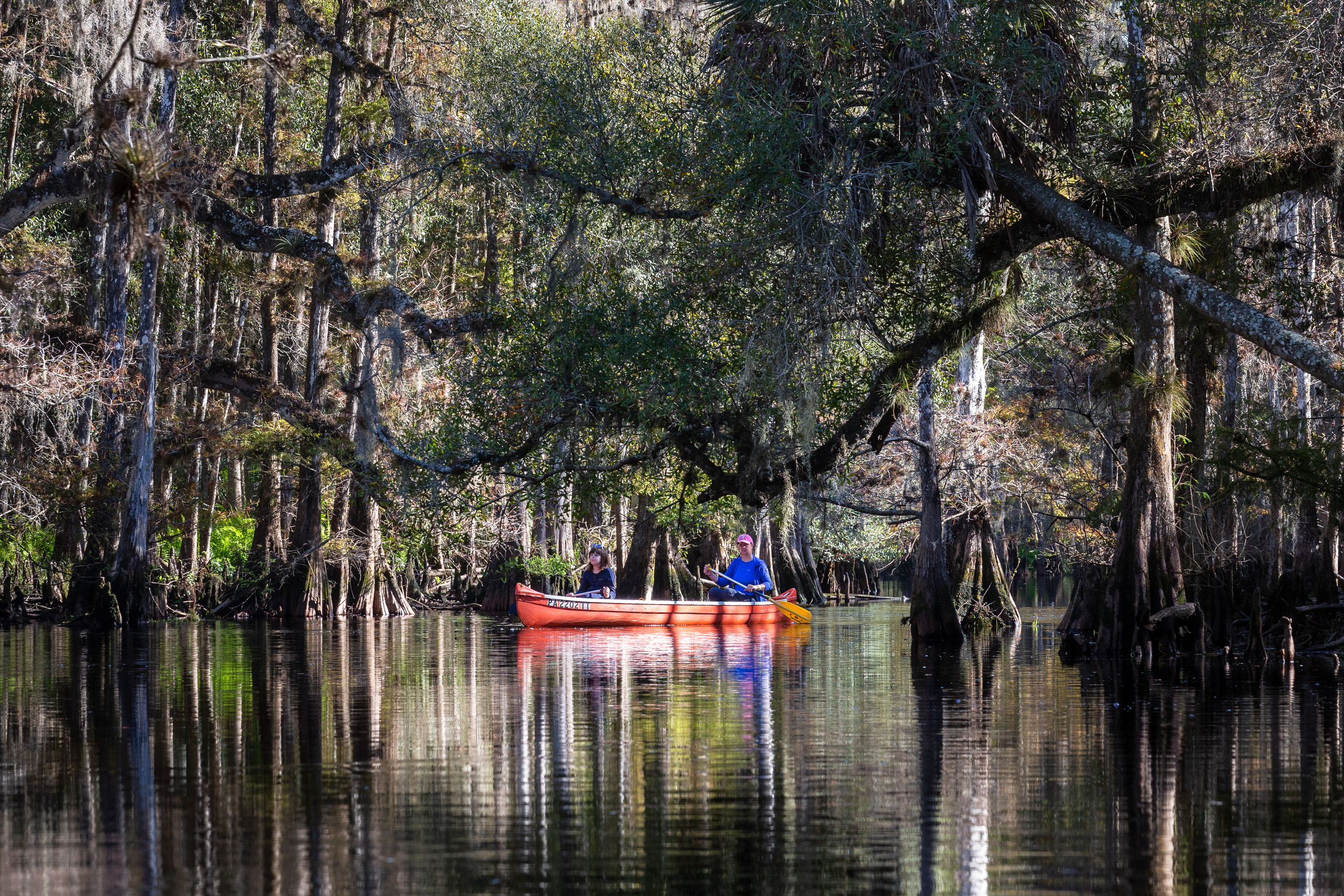 1-Day Eco-Adventure Tour “Alligators, Birds and Cypress”. Alex Mironyuk Photography