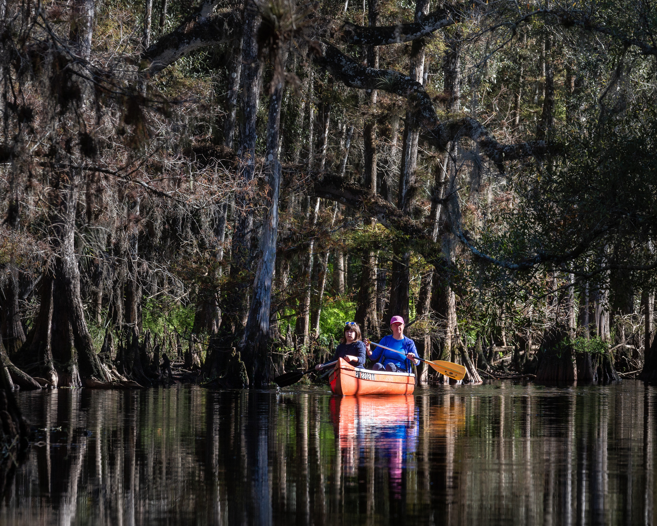 1-Day Eco-Adventure Tour “Alligators, Birds and Cypress”. Alex Mironyuk Photography