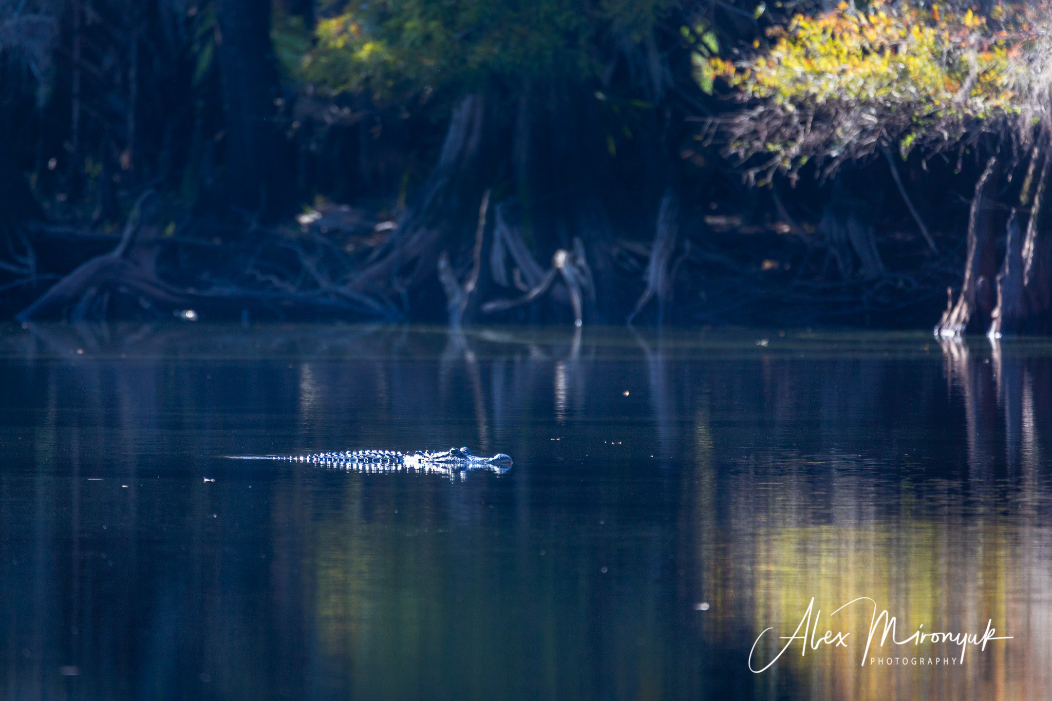 1-Day Eco-Adventure Tour “Alligators, Birds and Cypress”. Alex Mironyuk Photography