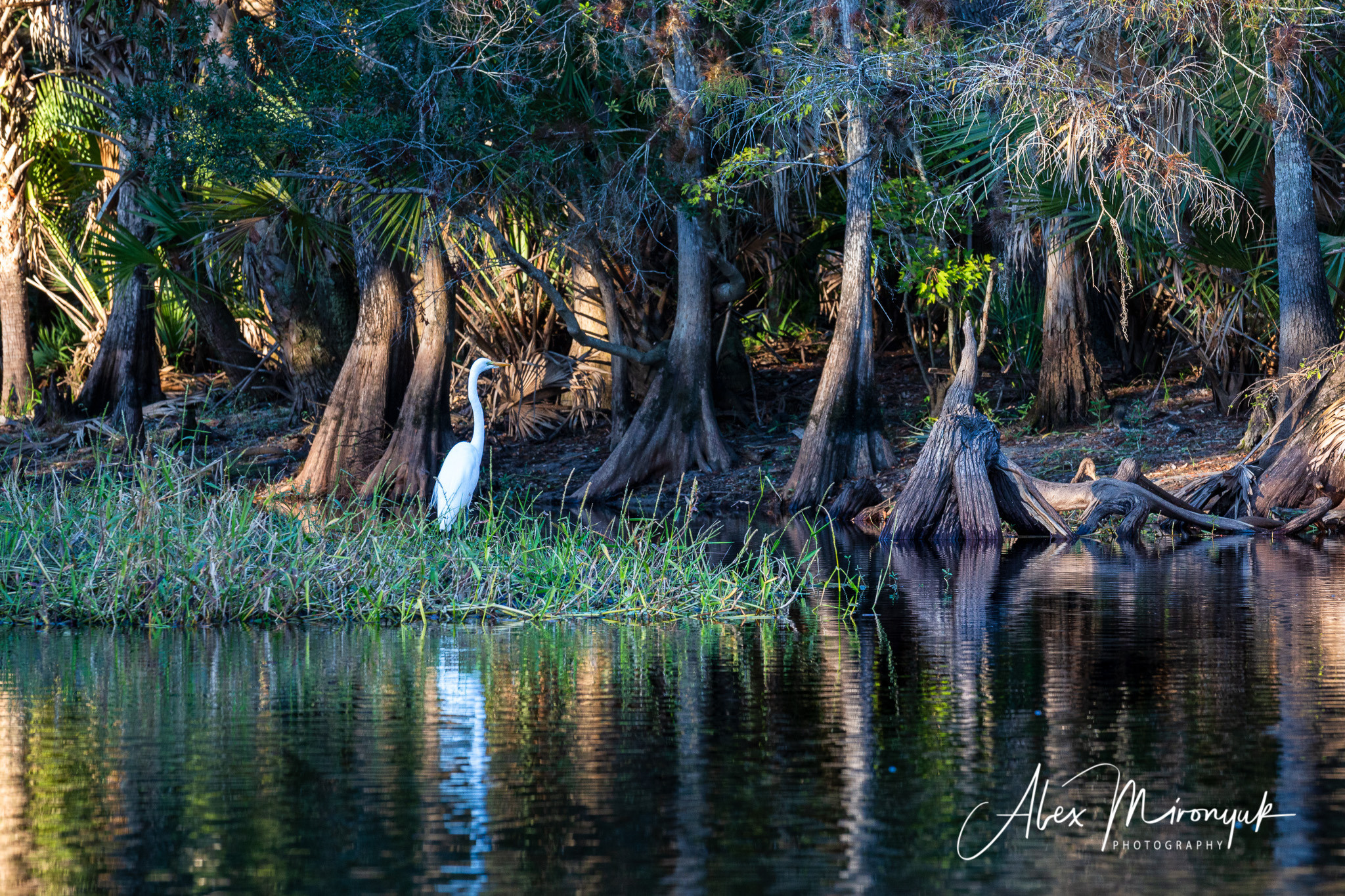 1-Day Eco-Adventure Tour “Alligators, Birds and Cypress”. Alex Mironyuk Photography