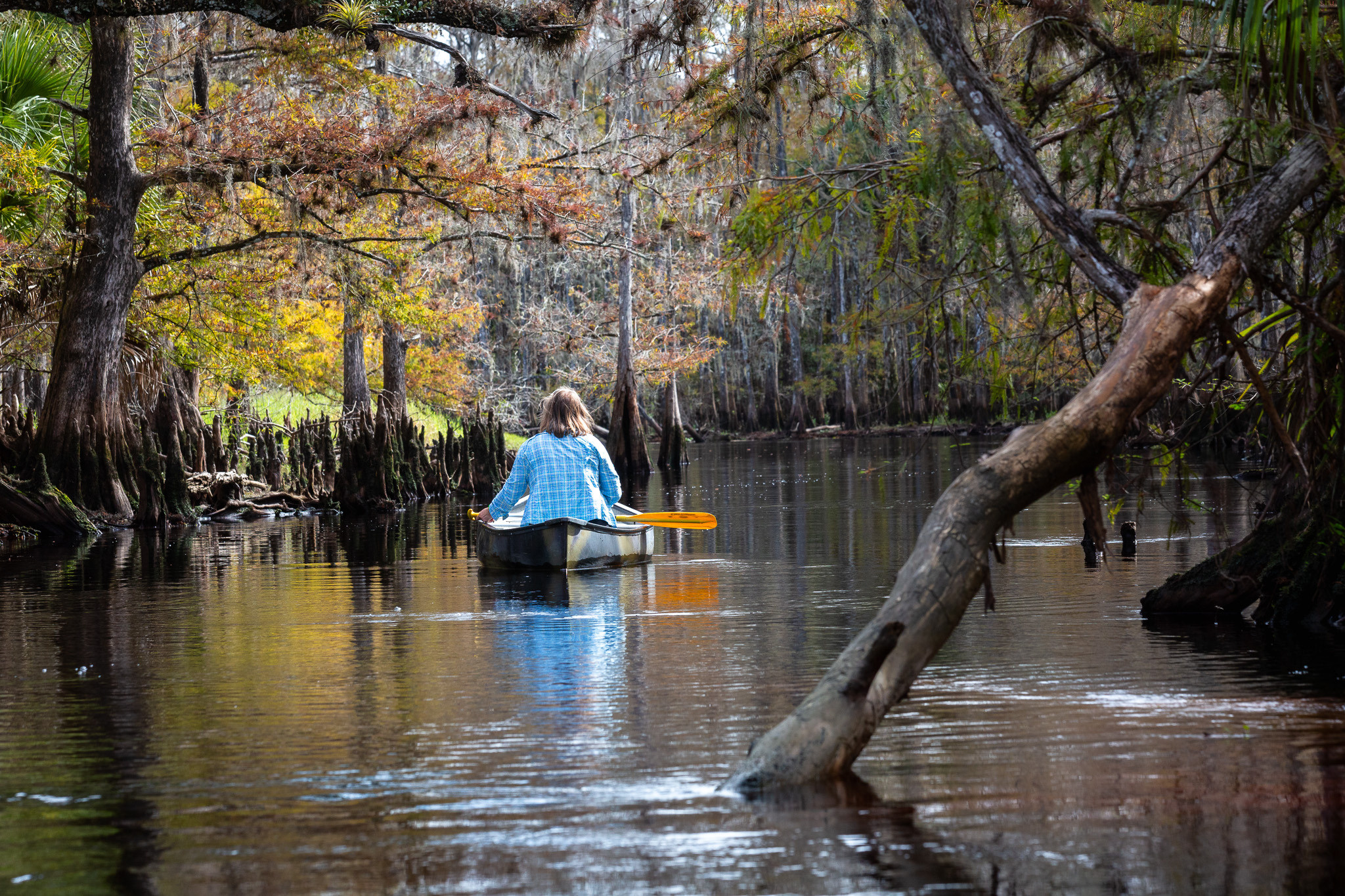 1-Day Eco-Adventure Tour “Alligators, Birds and Cypress”. Alex Mironyuk Photography