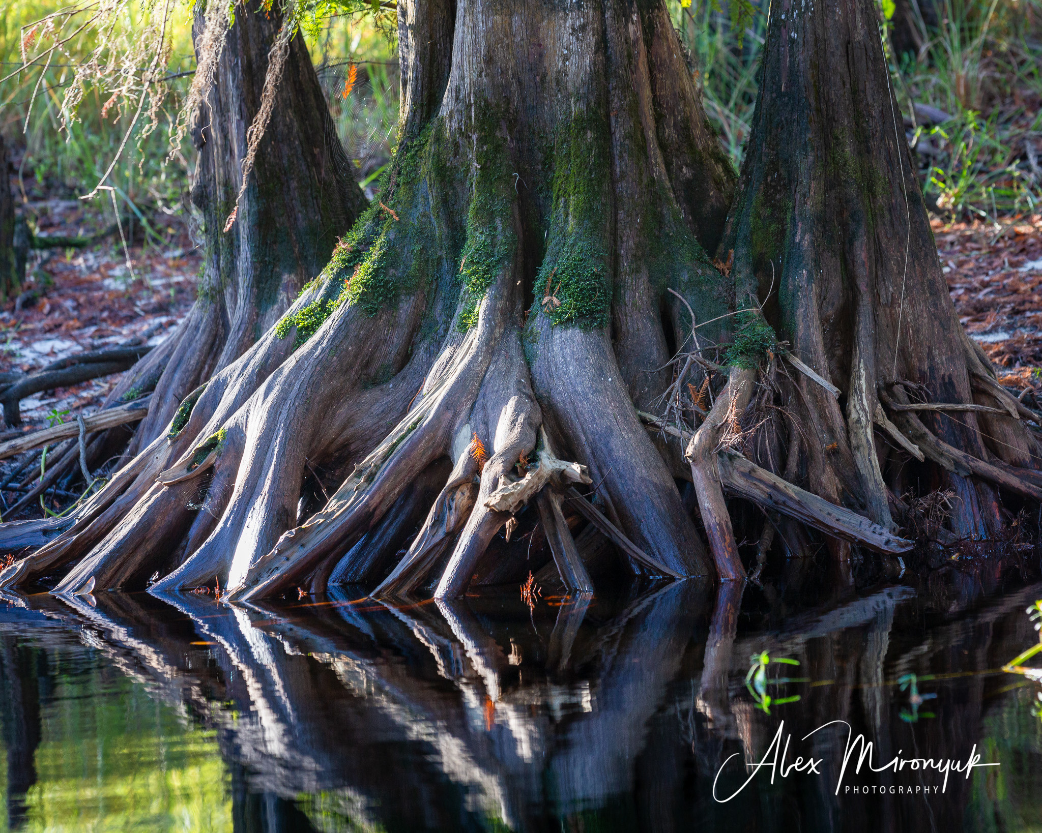 1-Day Eco-Adventure Tour “Alligators, Birds and Cypress”. Alex Mironyuk Photography