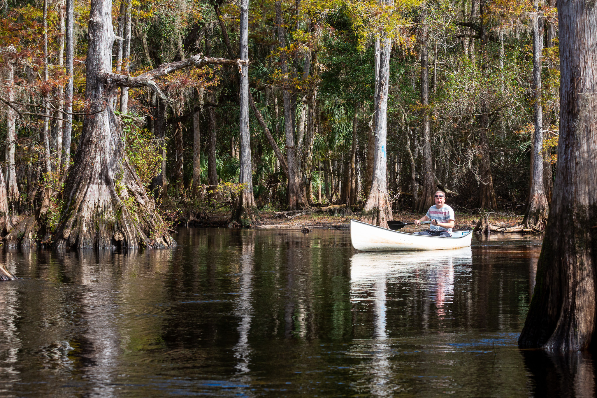 1-Day Eco-Adventure Tour “Alligators, Birds and Cypress”. Alex Mironyuk Photography