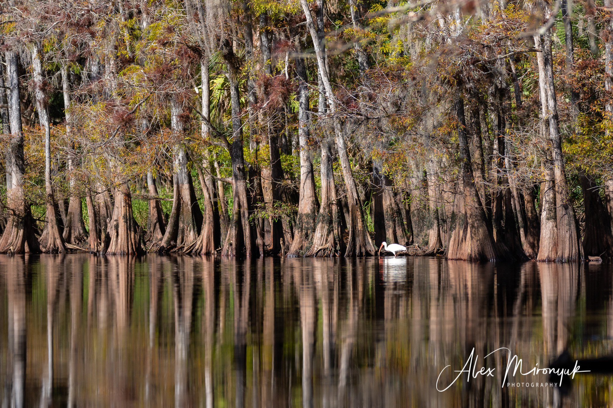 1-Day Eco-Adventure Tour “Alligators, Birds and Cypress”. Alex Mironyuk Photography