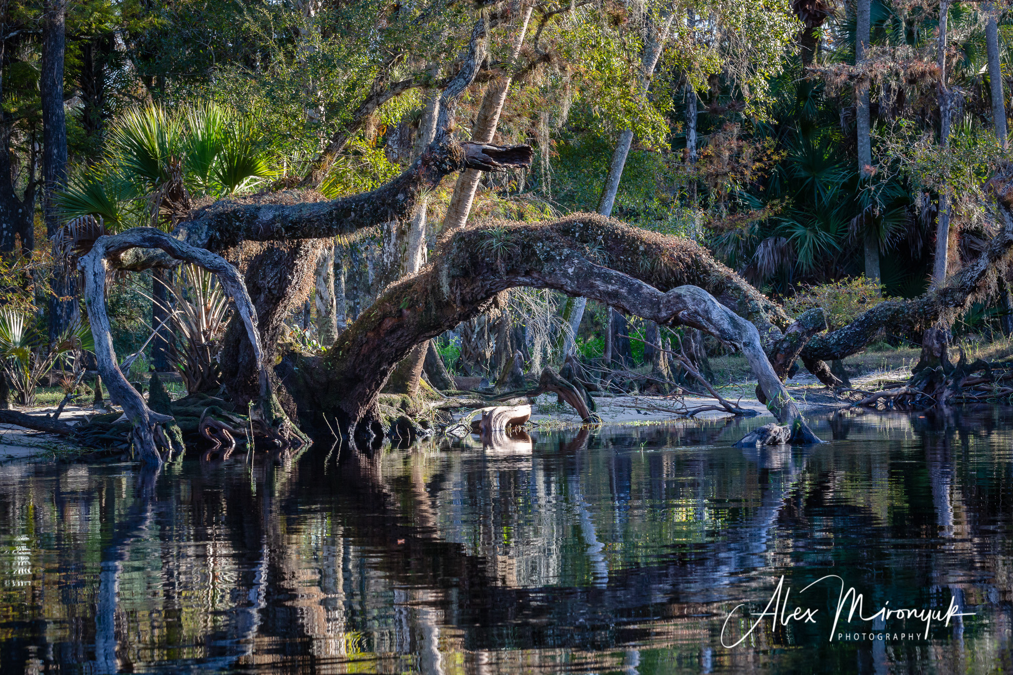 1-Day Eco-Adventure Tour “Alligators, Birds and Cypress”. Alex Mironyuk Photography