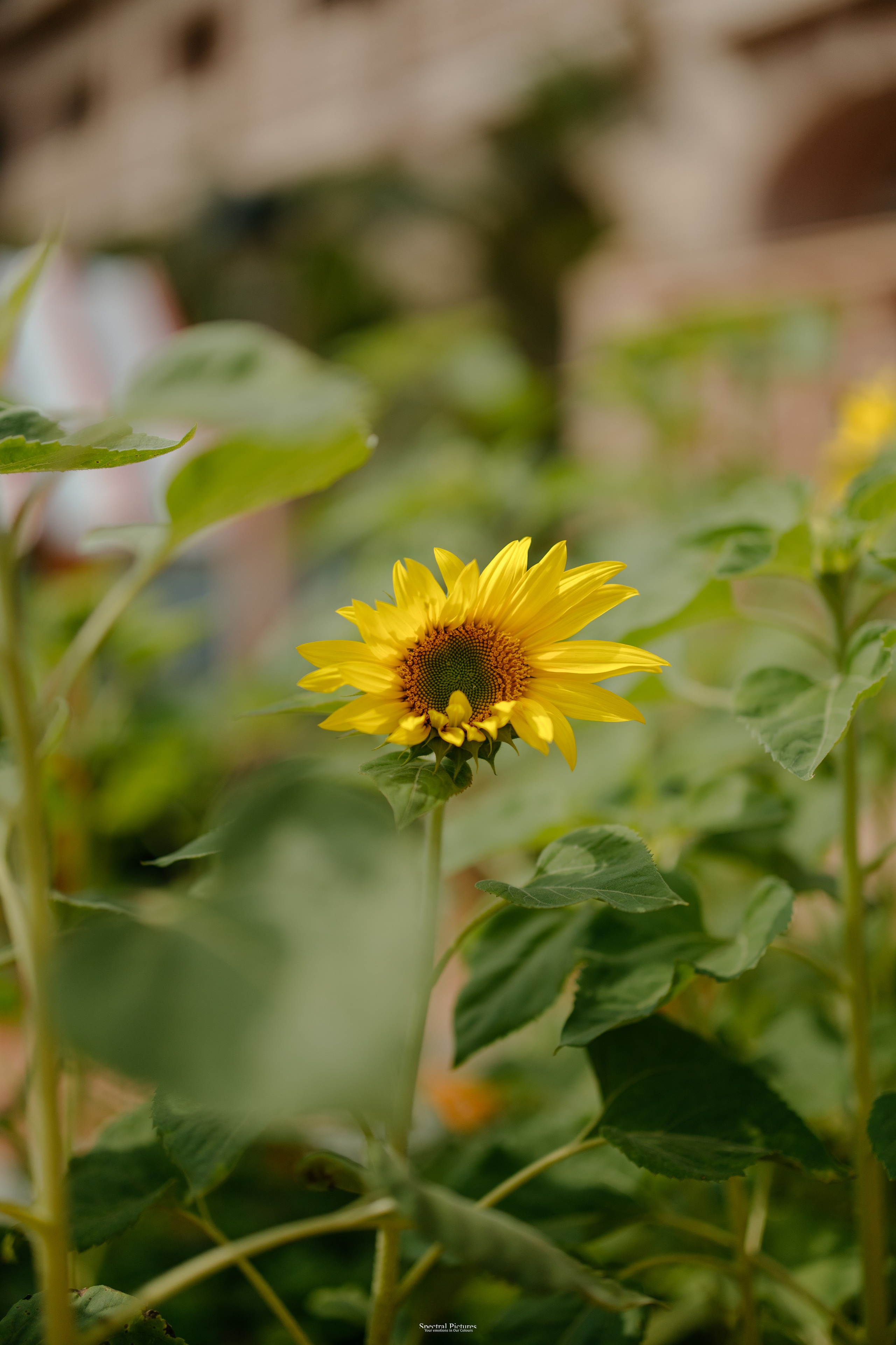 #THEPURALOVESTORY is a journey of two hearts growing in sync, across seasons, challenges, and memories