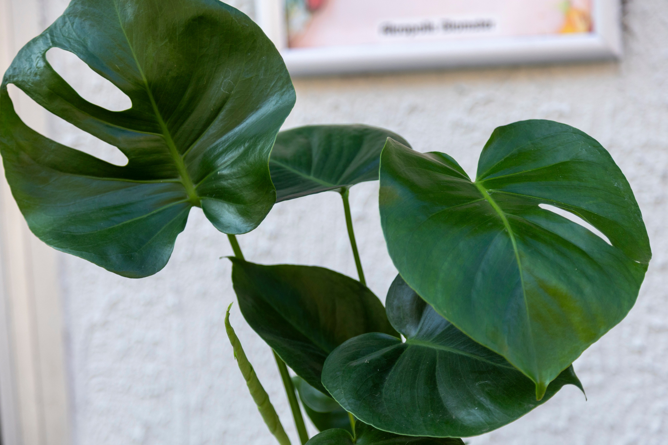 Gavekurve i Aarhus. Akropolis Blomster | Din døgn blomsterbutik i Aarhus