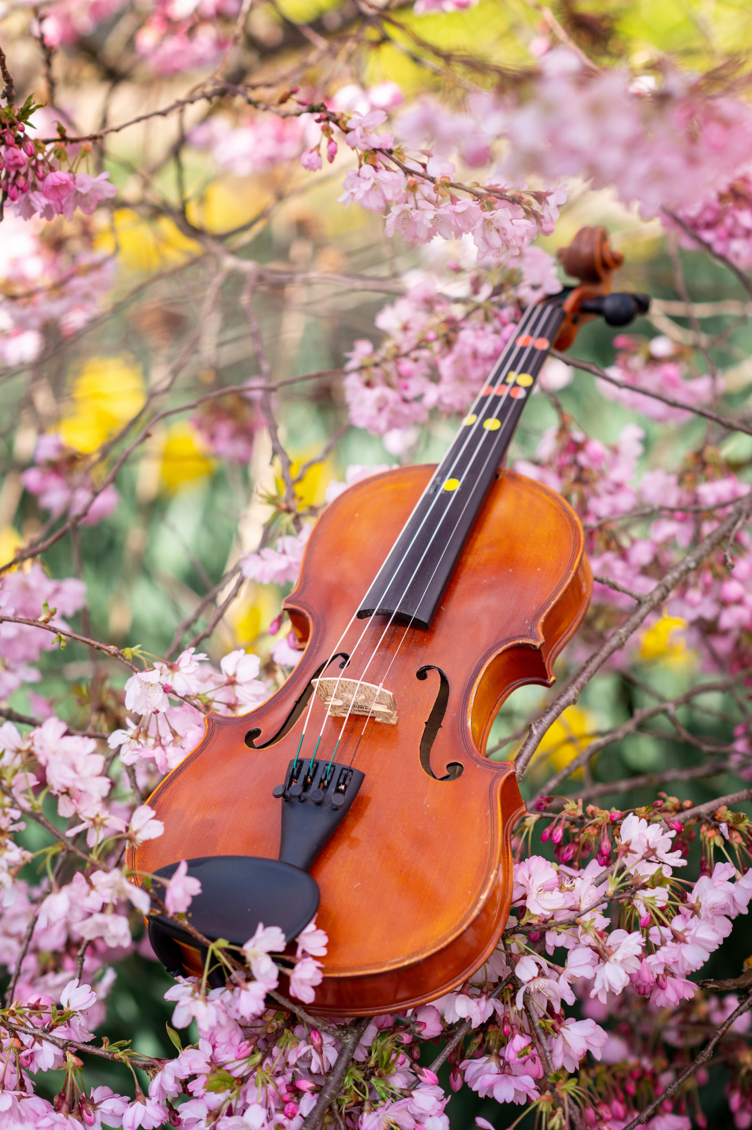 Geige Stradivari. Newbornfotograf Kinderfotograf Ulm Familienfotograf Anastasia Neu-Ulm