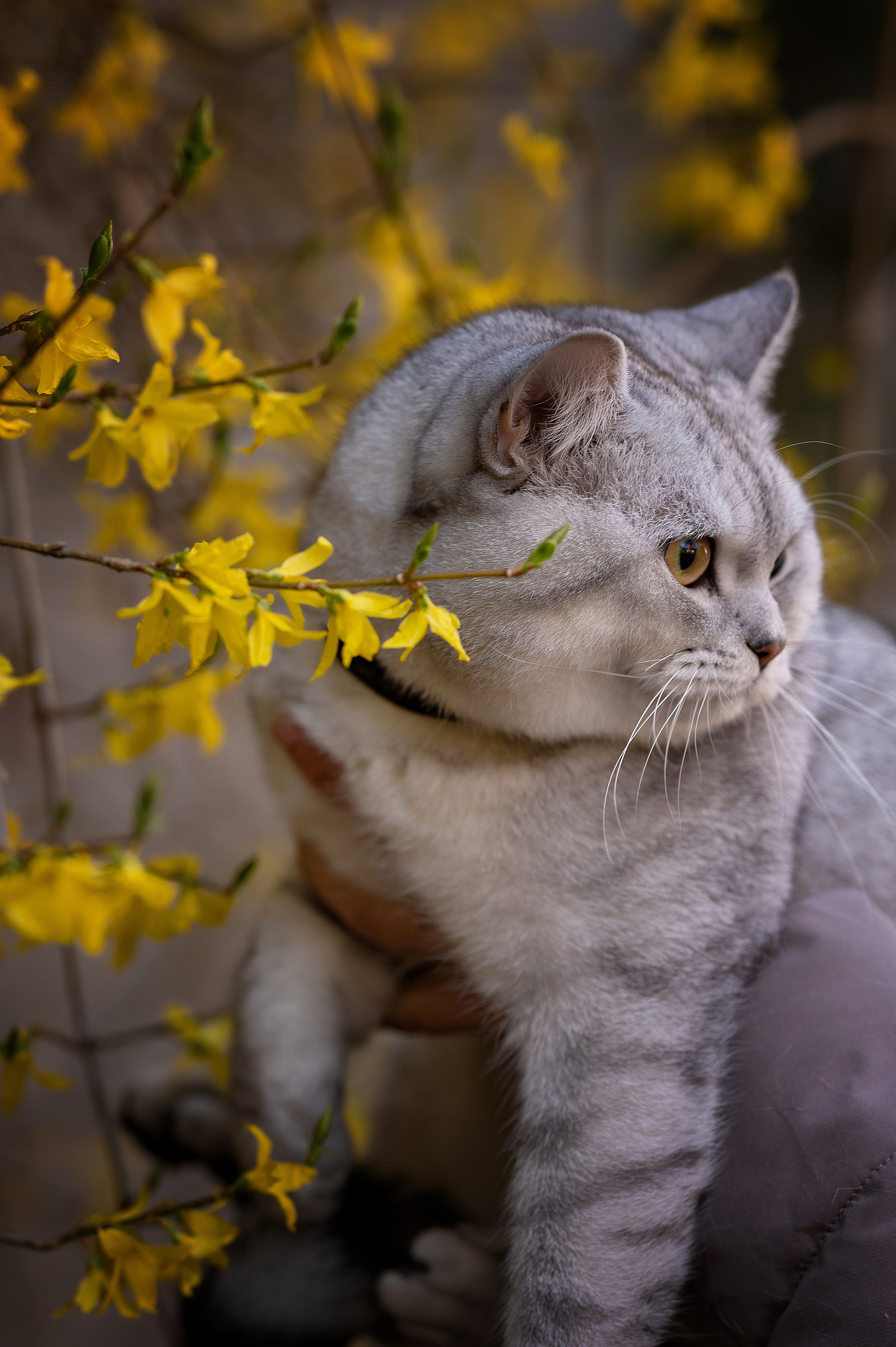 Fotoshooting mit Haustier. Newbornfotograf Kinderfotograf Ulm Familienfotograf Anastasia Neu-Ulm