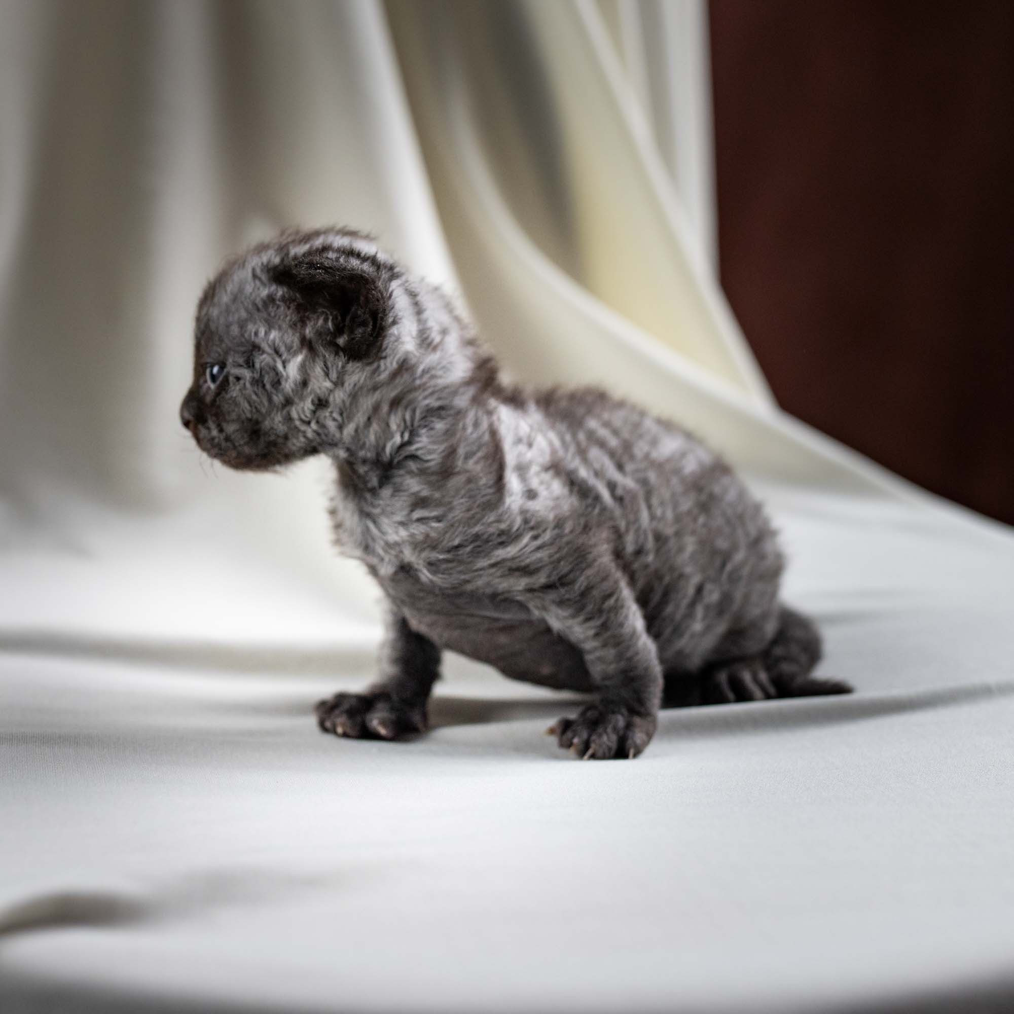 Smoke, boy,  born on  04.11.24, Sold. Devon Rex Pixie Cattery