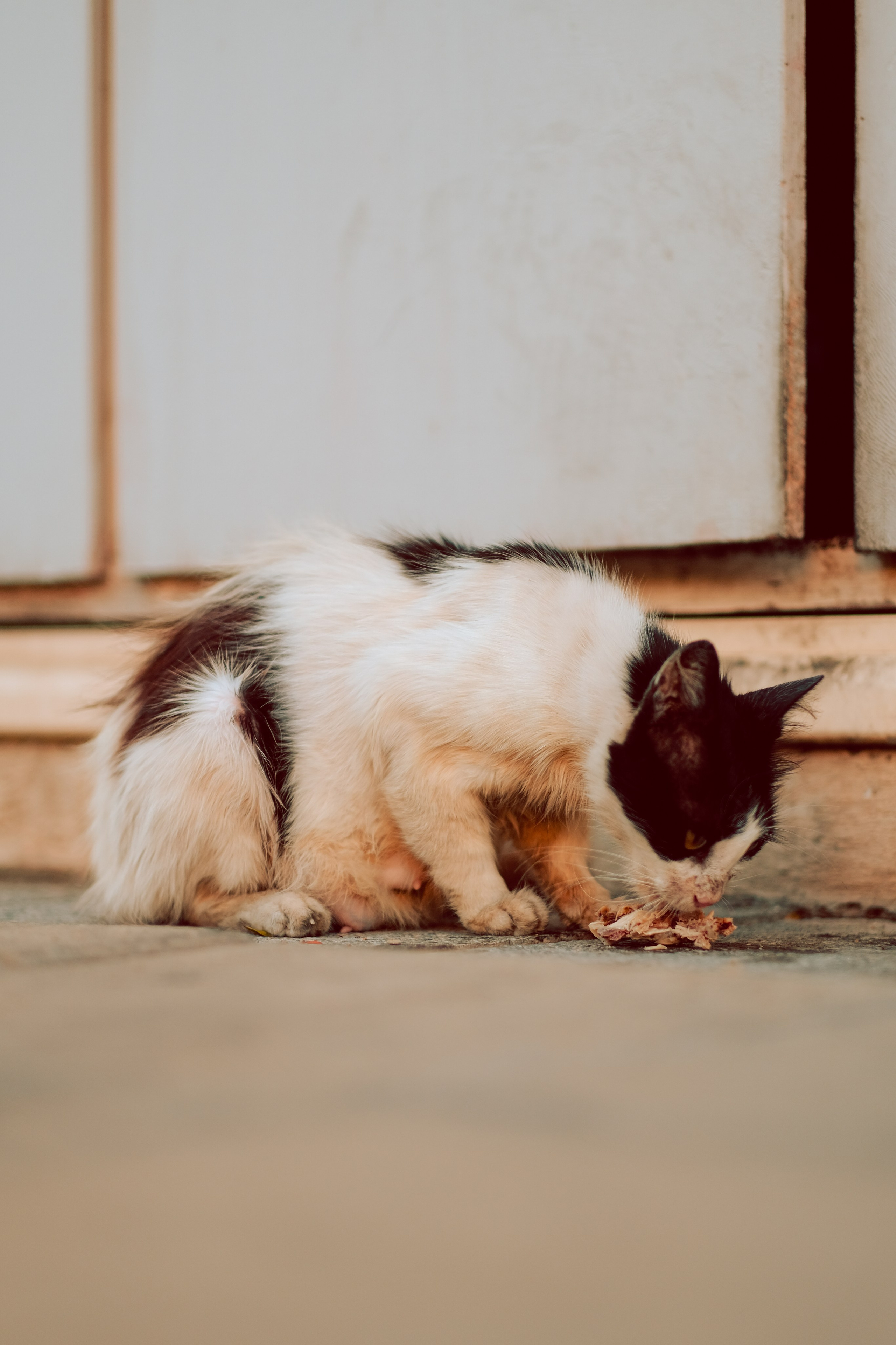 Feral Cat in Limassol
