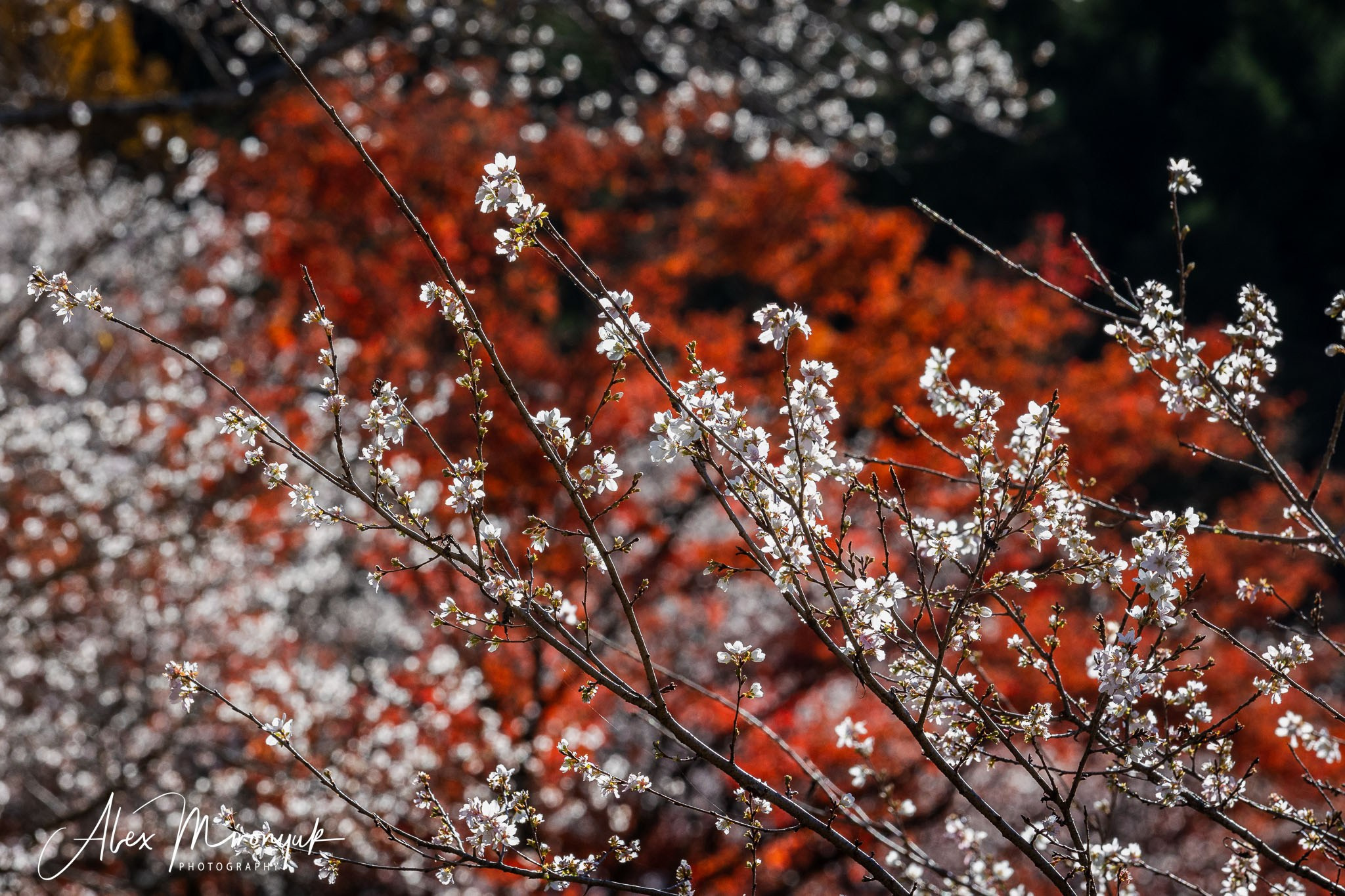 Autumn Colors of Japan. Pet, Senior, Landscape, portrait studio, photographer in Miami and Sou
