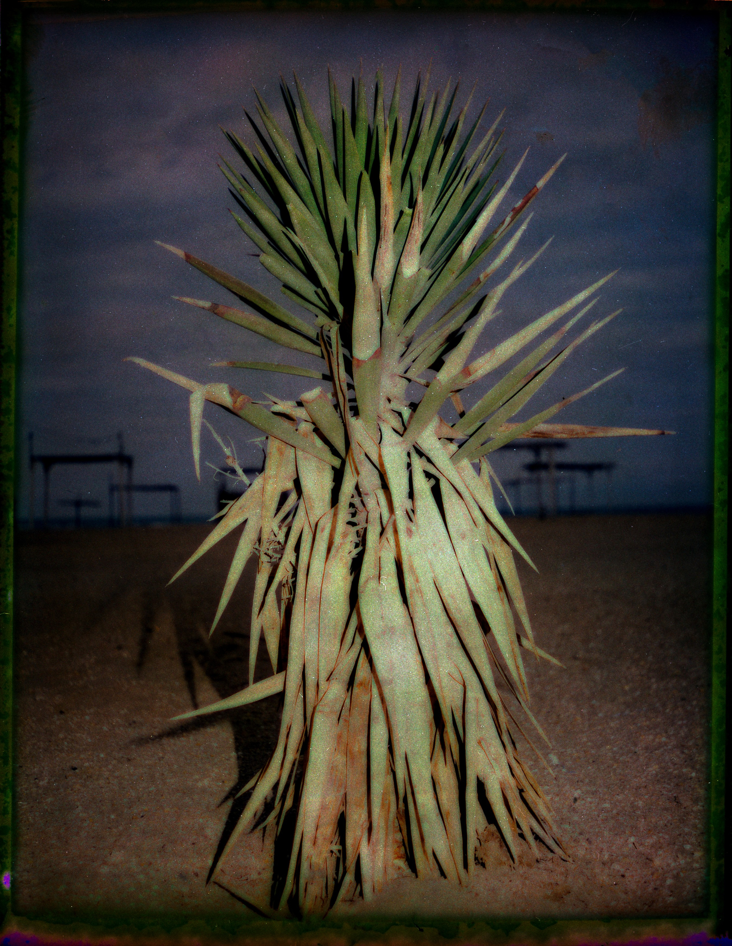 POLAROID. Www.sananaleskerov.com