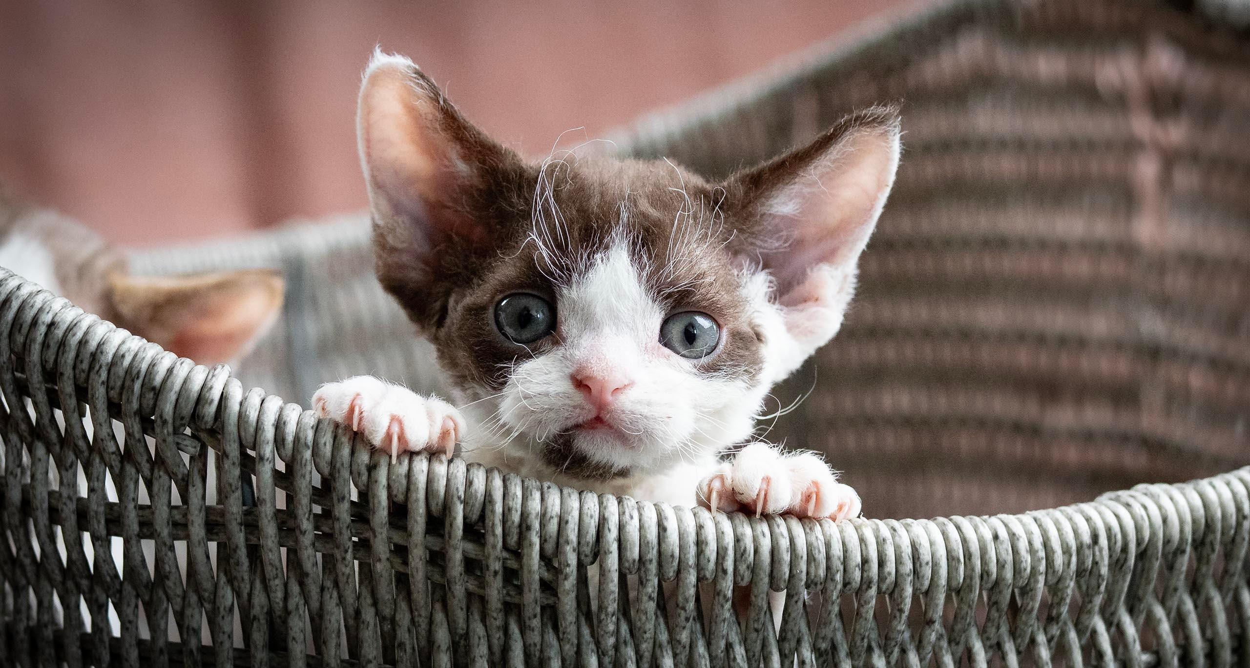 Devon Rex Pixie Cattery